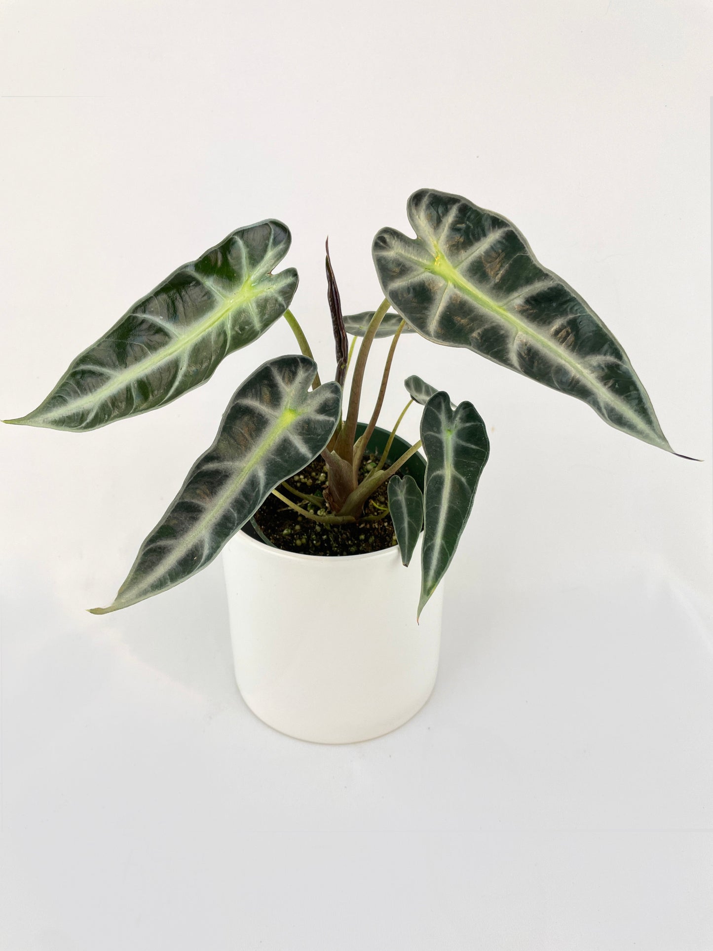 Alocasia Bambino Arrow Plant by Bumble Plants