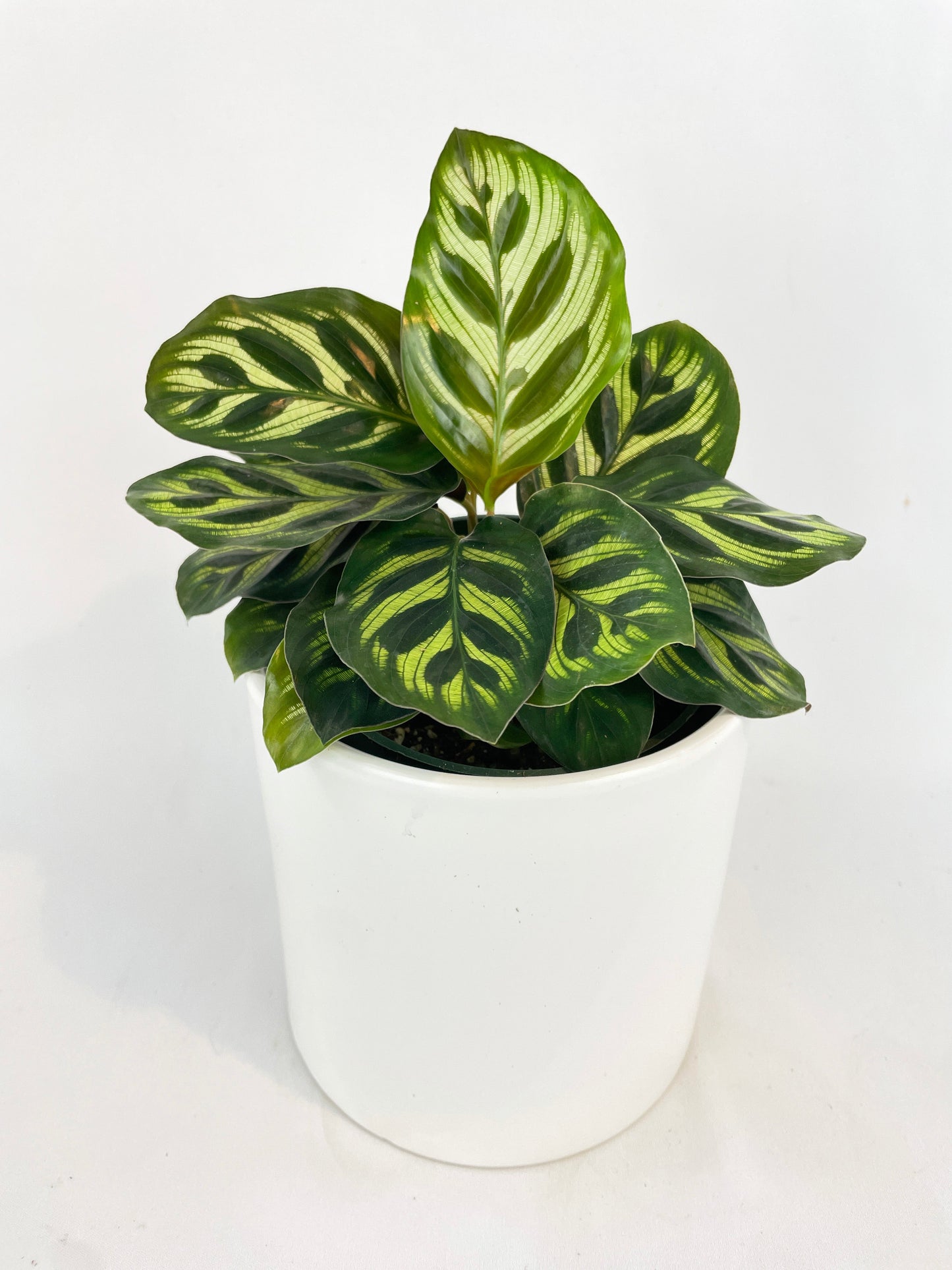 Calathea Peacock Makoyana by Bumble Plants