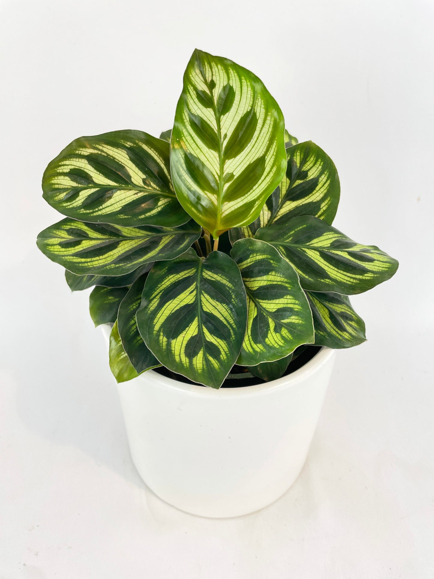 Calathea Peacock Makoyana by Bumble Plants