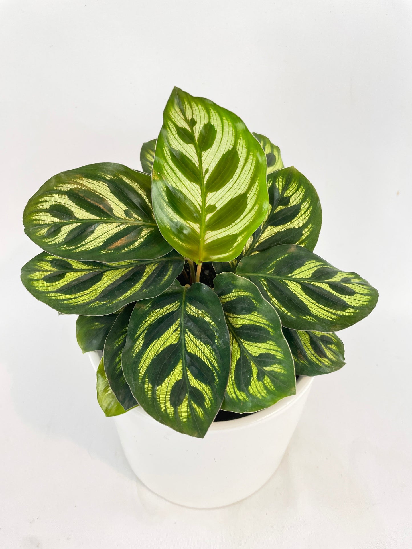 Calathea Peacock Makoyana by Bumble Plants