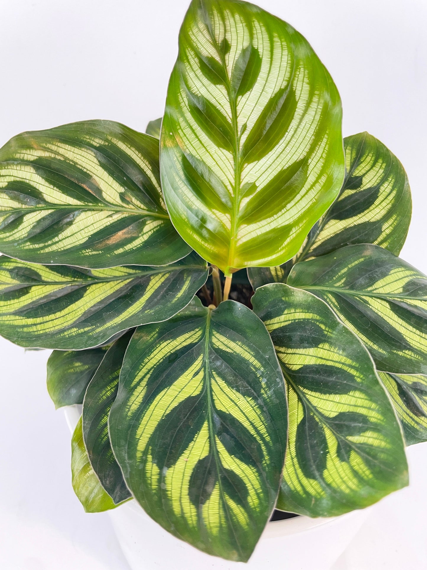 Calathea Peacock Makoyana by Bumble Plants