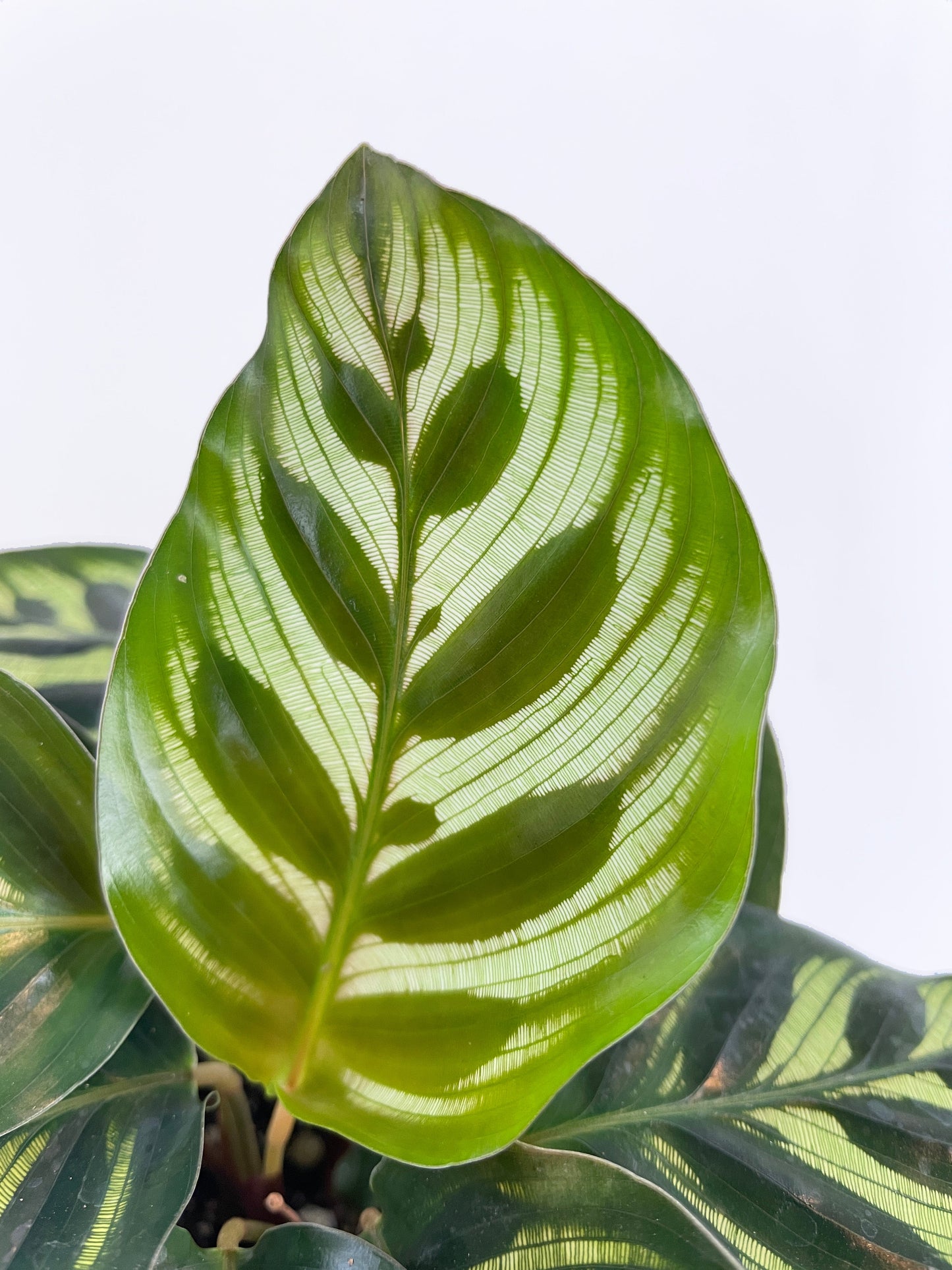 Calathea Peacock Makoyana by Bumble Plants