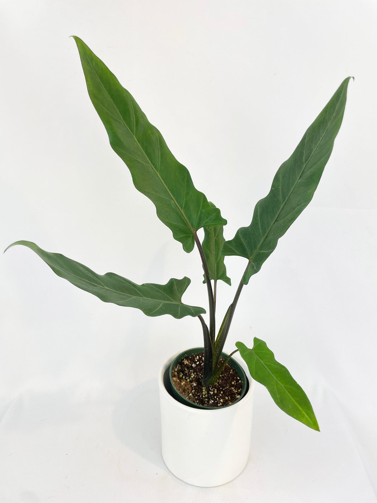 Alocasia Lauterbachiana Purple Sword by Bumble Plants