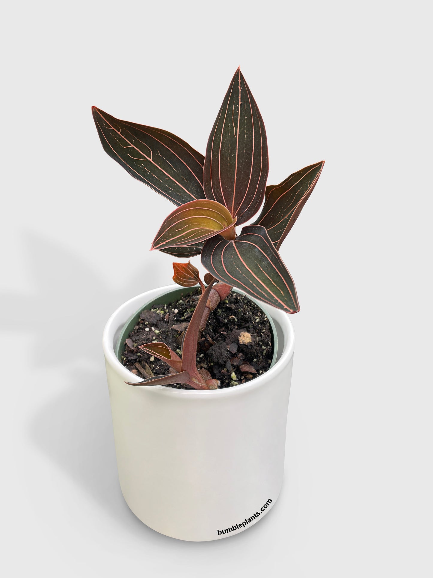 Jewel Orchid Ludisia Discolor by Bumble Plants