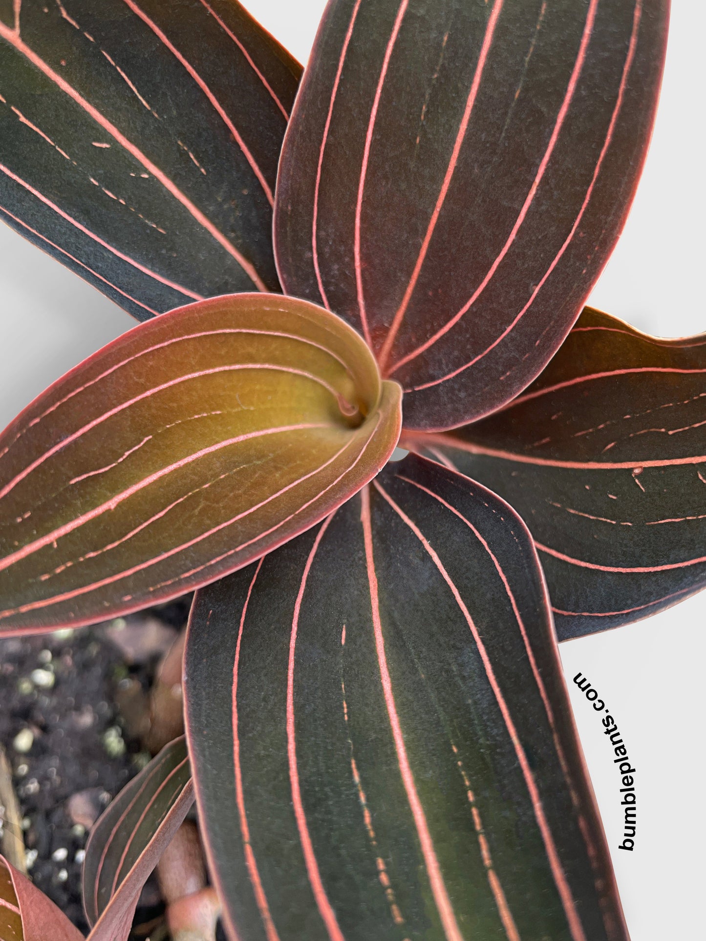 Jewel Orchid Ludisia Discolor by Bumble Plants