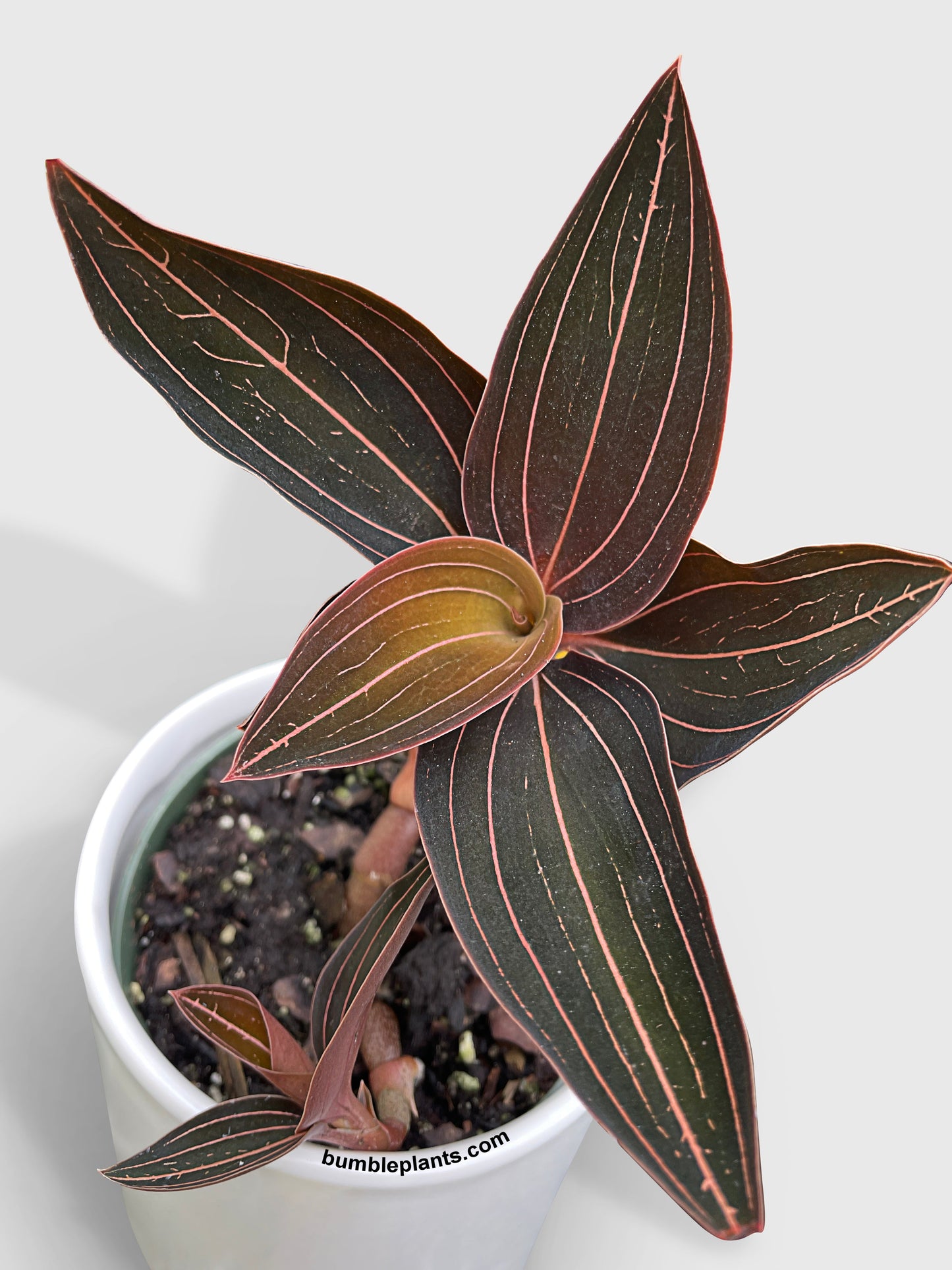 Jewel Orchid Ludisia Discolor by Bumble Plants