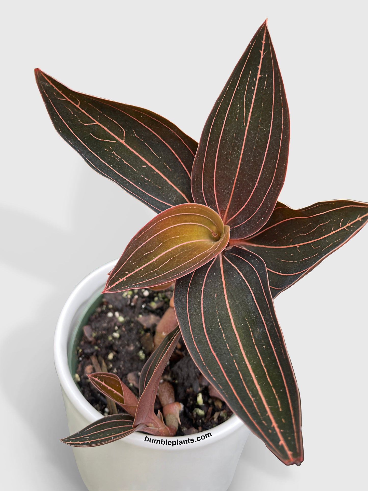 Jewel Orchid Ludisia Discolor by Bumble Plants