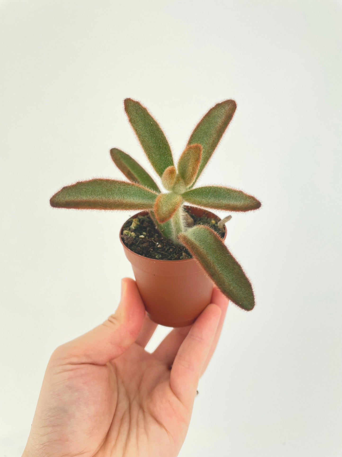 Kalanchoe tomentosa 'Chocolate Soldier' by Bumble Plants