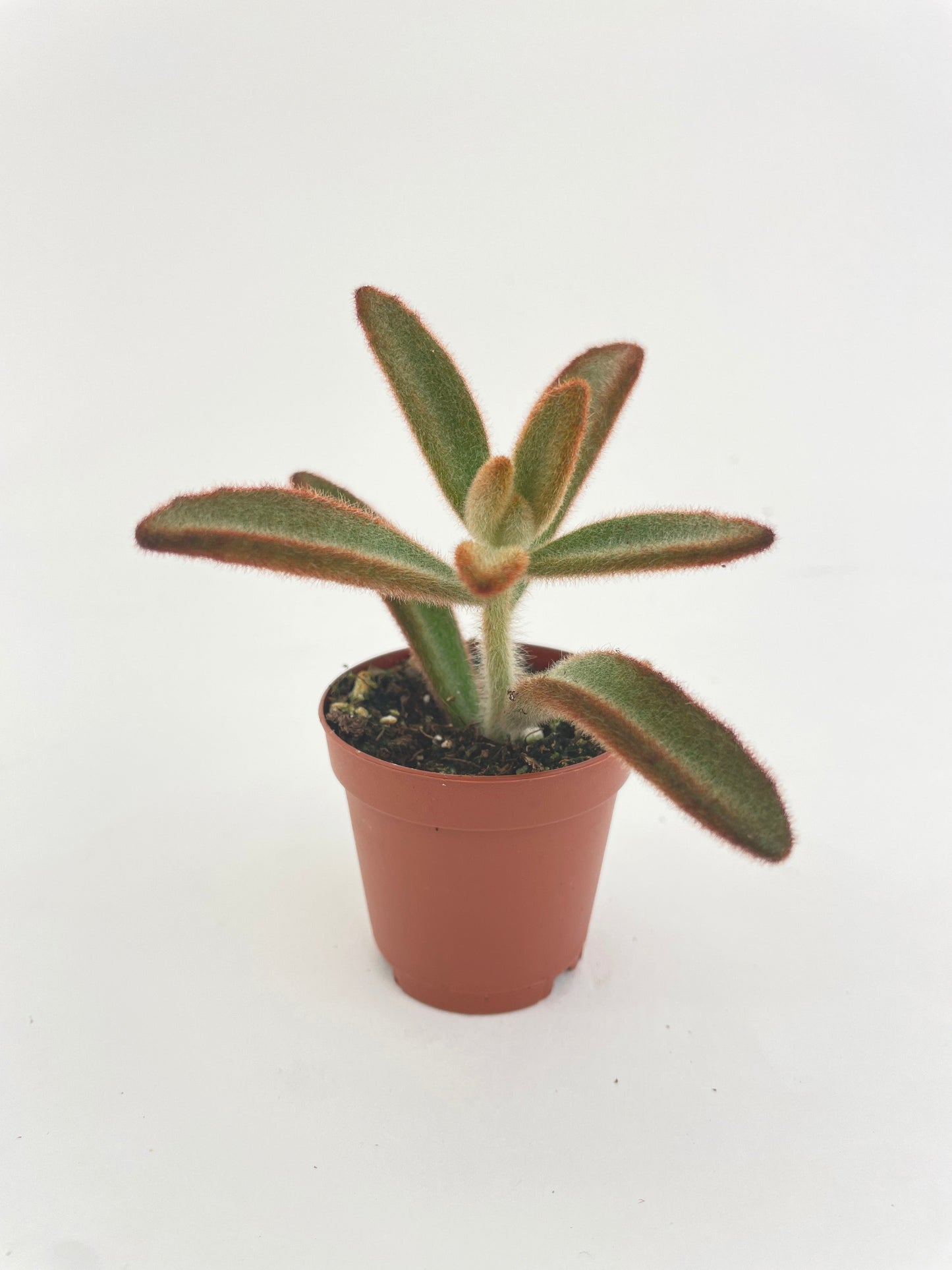 Kalanchoe tomentosa 'Chocolate Soldier' by Bumble Plants