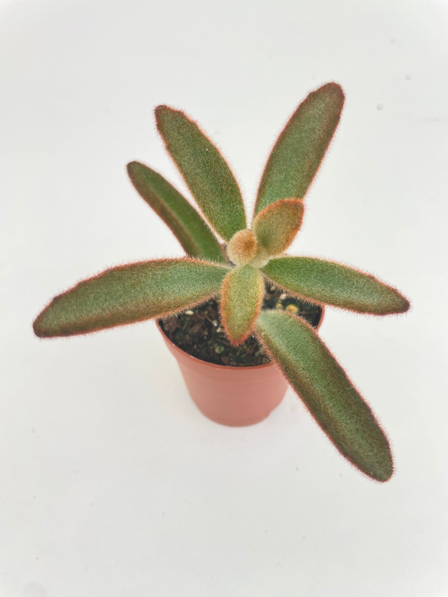 Kalanchoe tomentosa 'Chocolate Soldier' by Bumble Plants