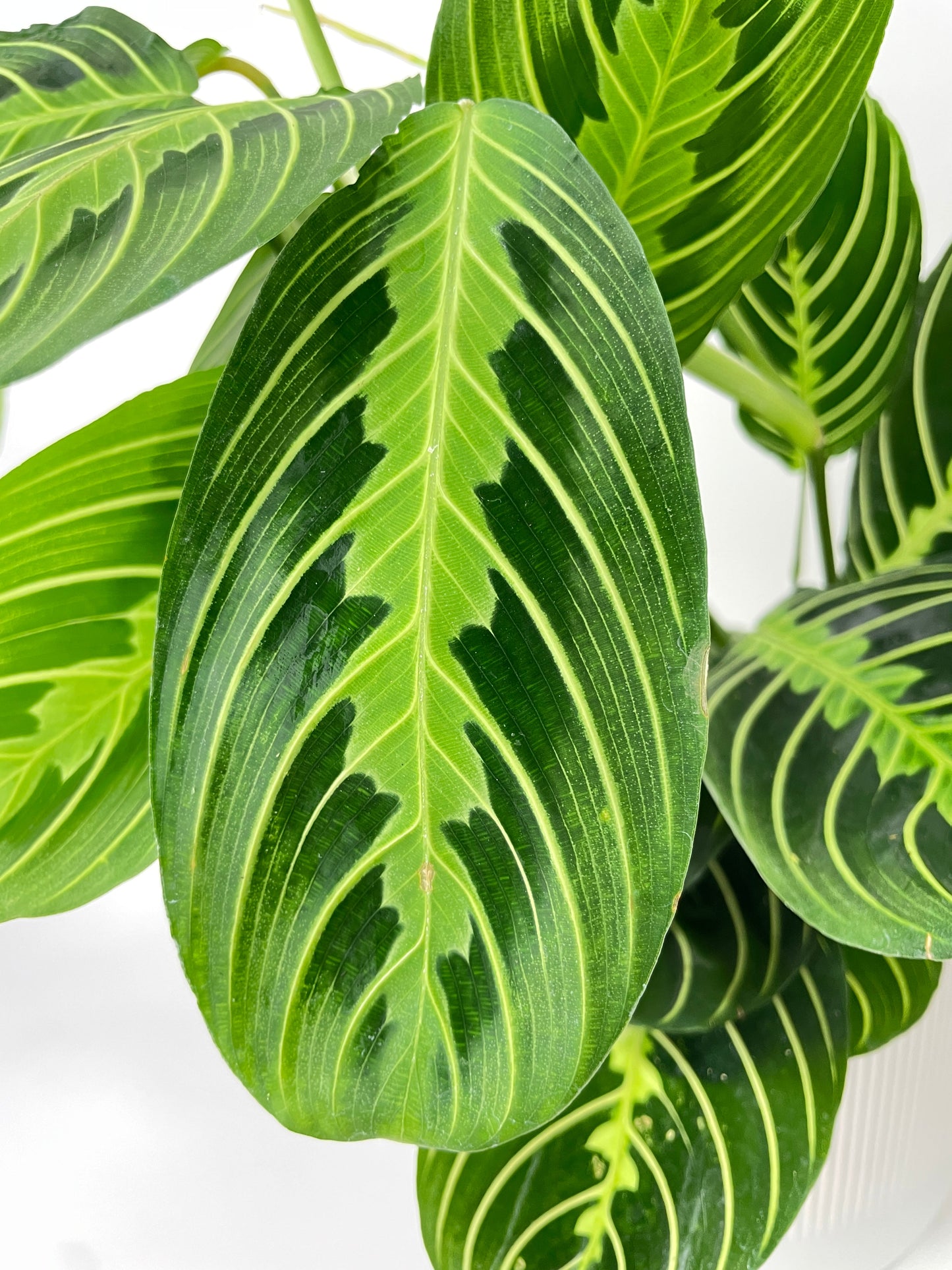 Lemon Lime Maranta Prayer Plant by Bumble Plants