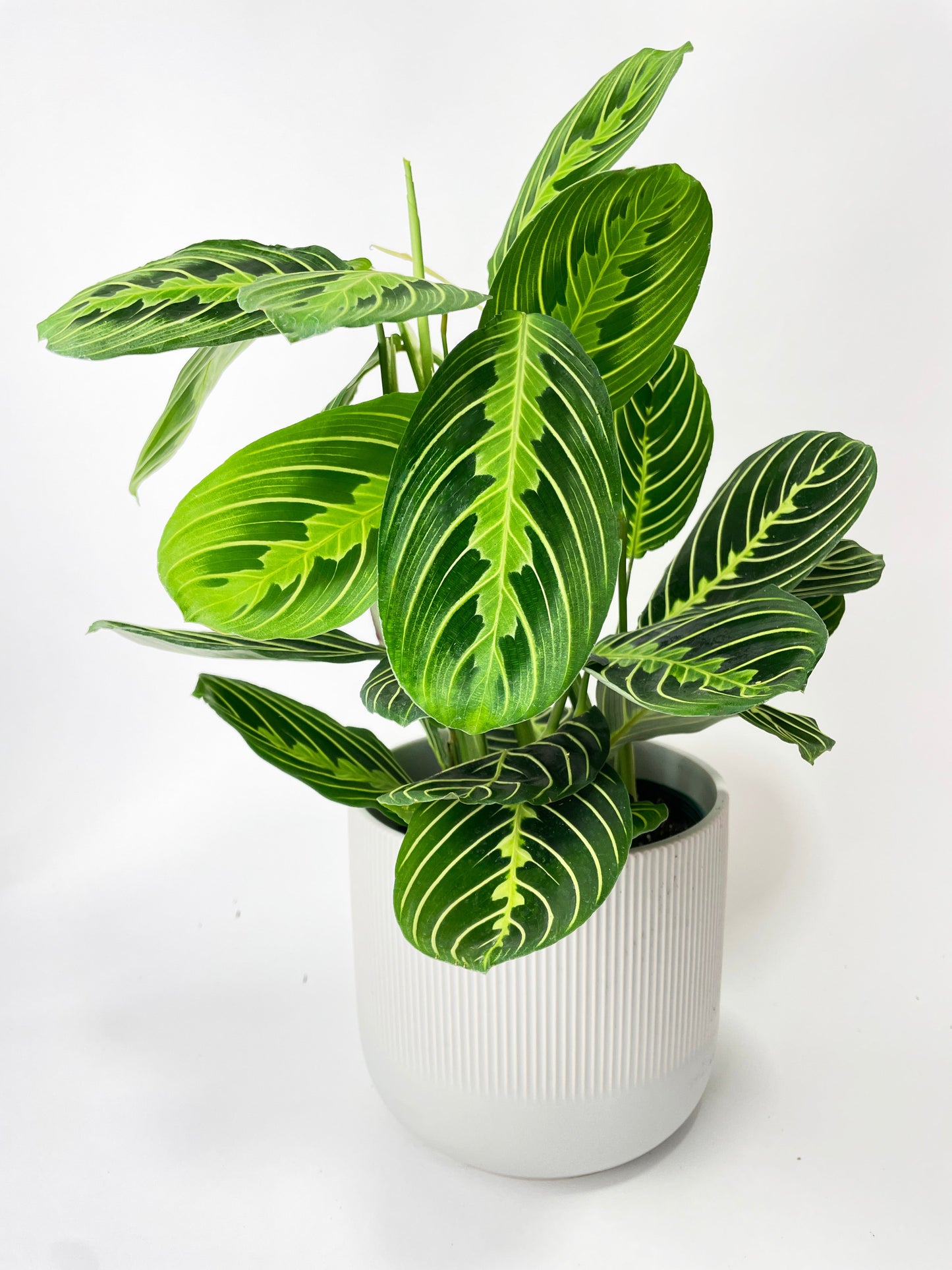 Lemon Lime Maranta Prayer Plant by Bumble Plants