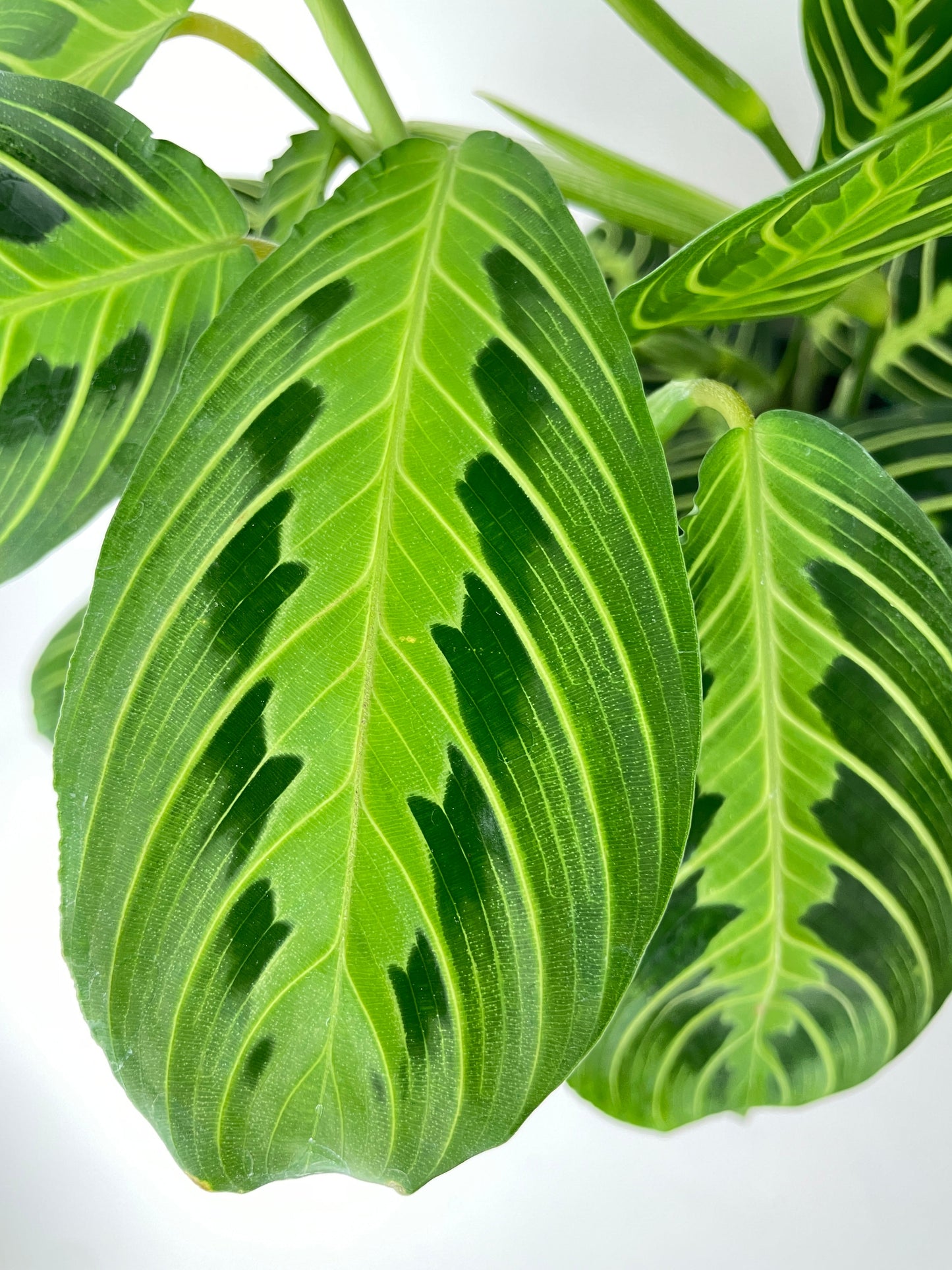 Lemon Lime Maranta Prayer Plant by Bumble Plants