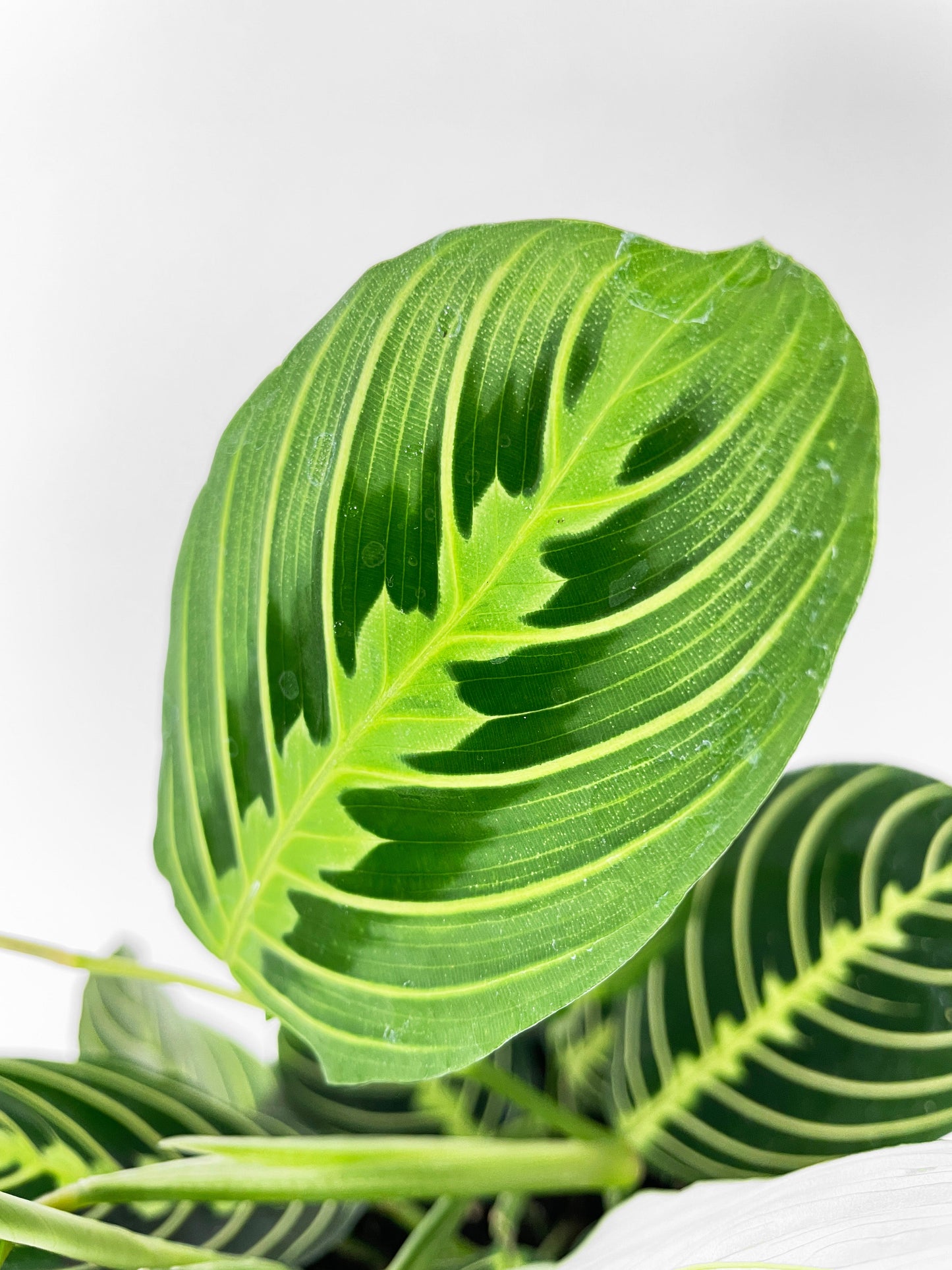 Lemon Lime Maranta Prayer Plant by Bumble Plants