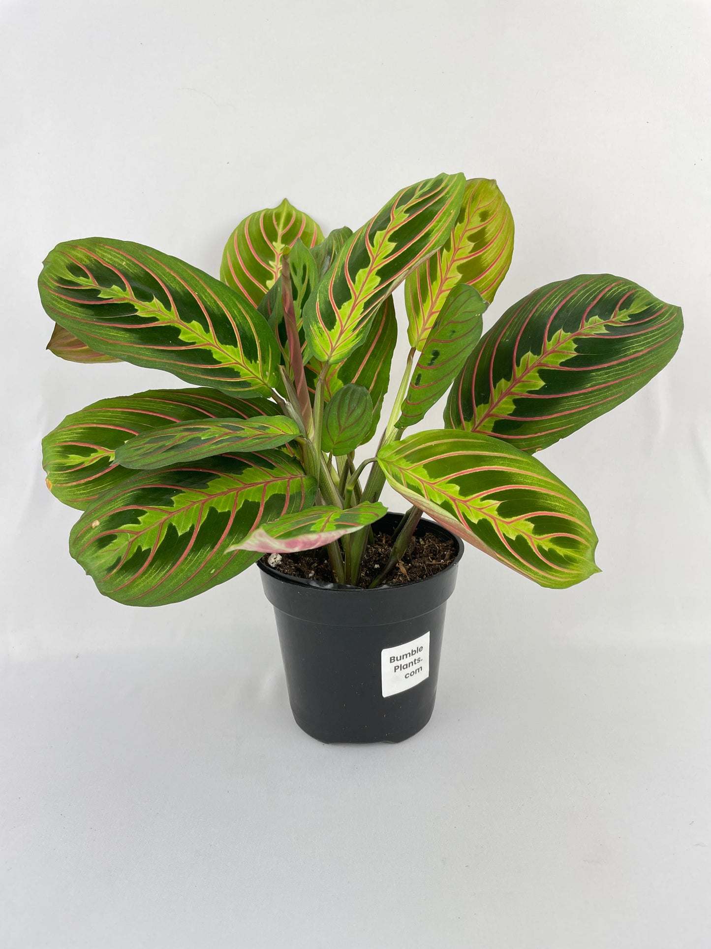 Red Maranta Prayer Plant by Bumble Plants