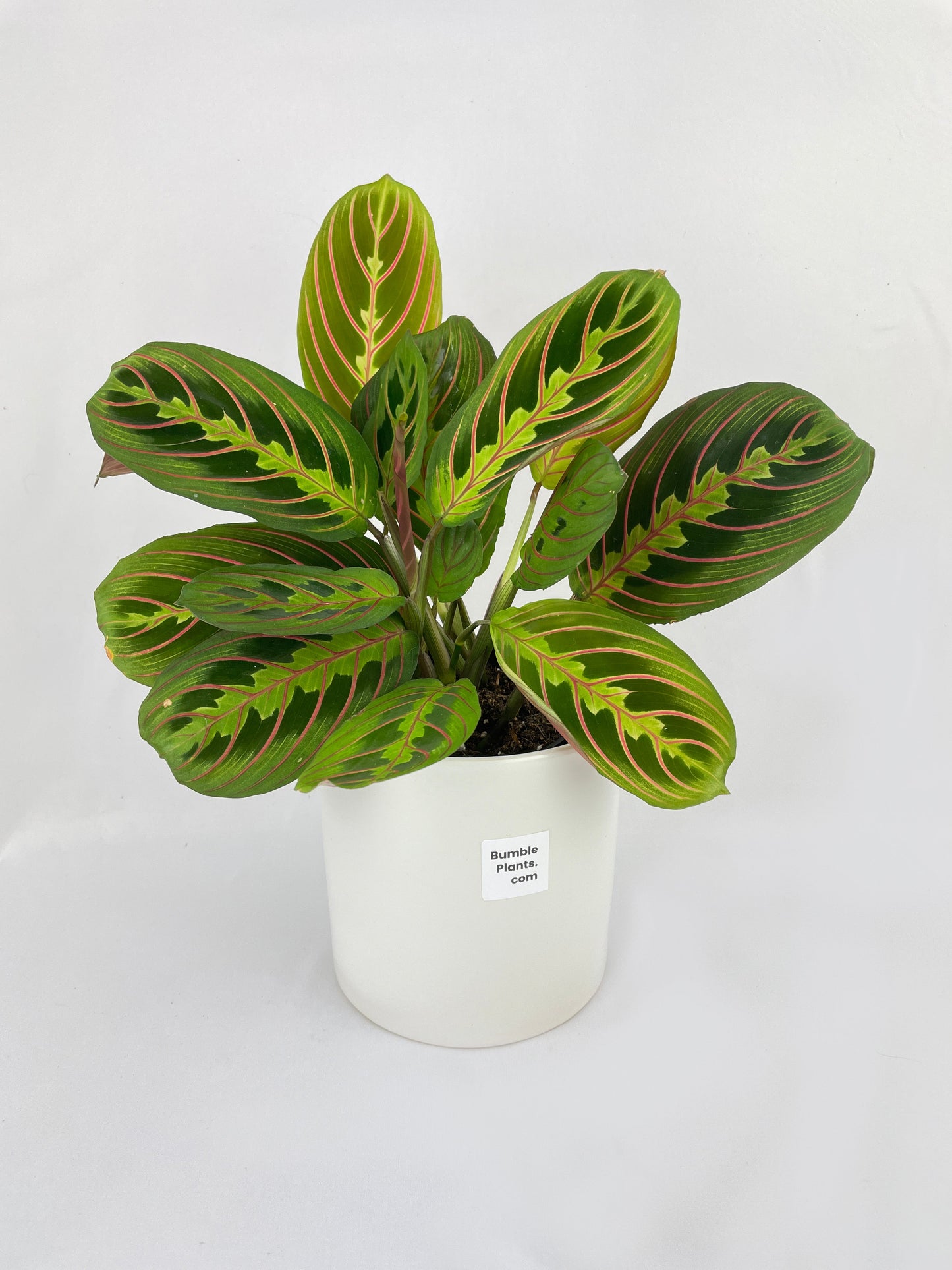 Red Maranta Prayer Plant by Bumble Plants