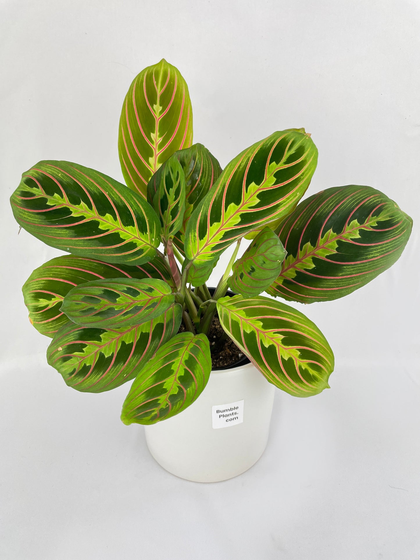 Red Maranta Prayer Plant by Bumble Plants