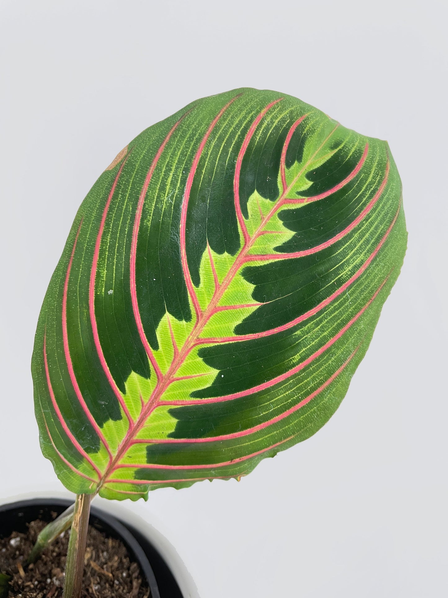 Red Maranta Prayer Plant by Bumble Plants