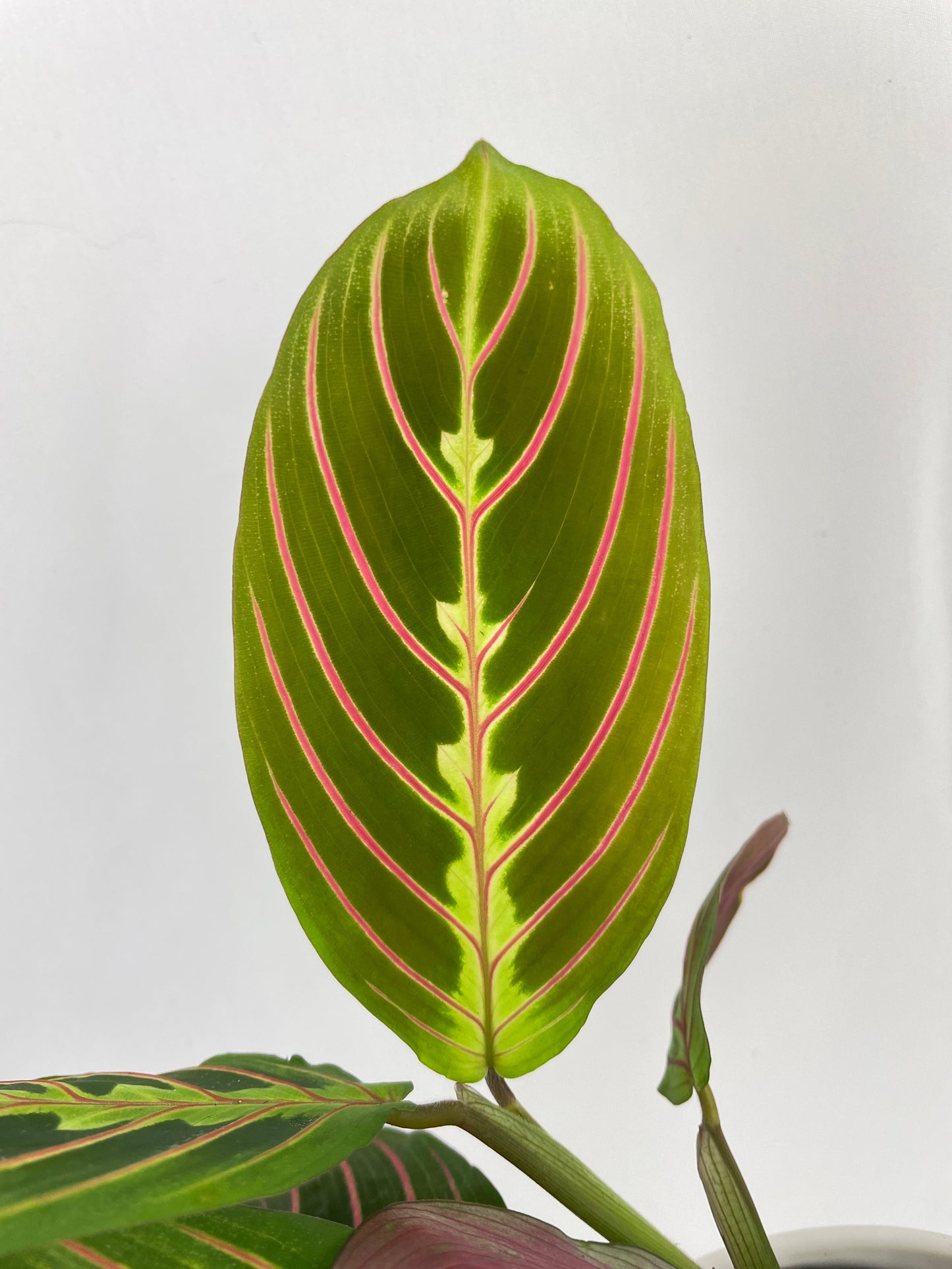 Red Maranta Prayer Plant by Bumble Plants