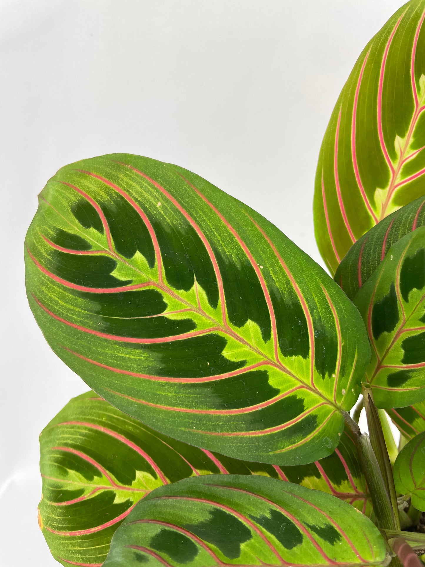 Red Maranta Prayer Plant by Bumble Plants