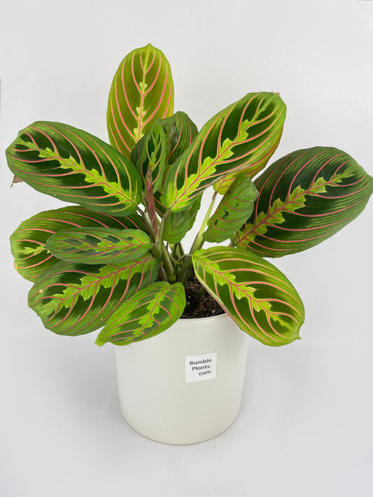 Red Maranta Prayer Plant by Bumble Plants