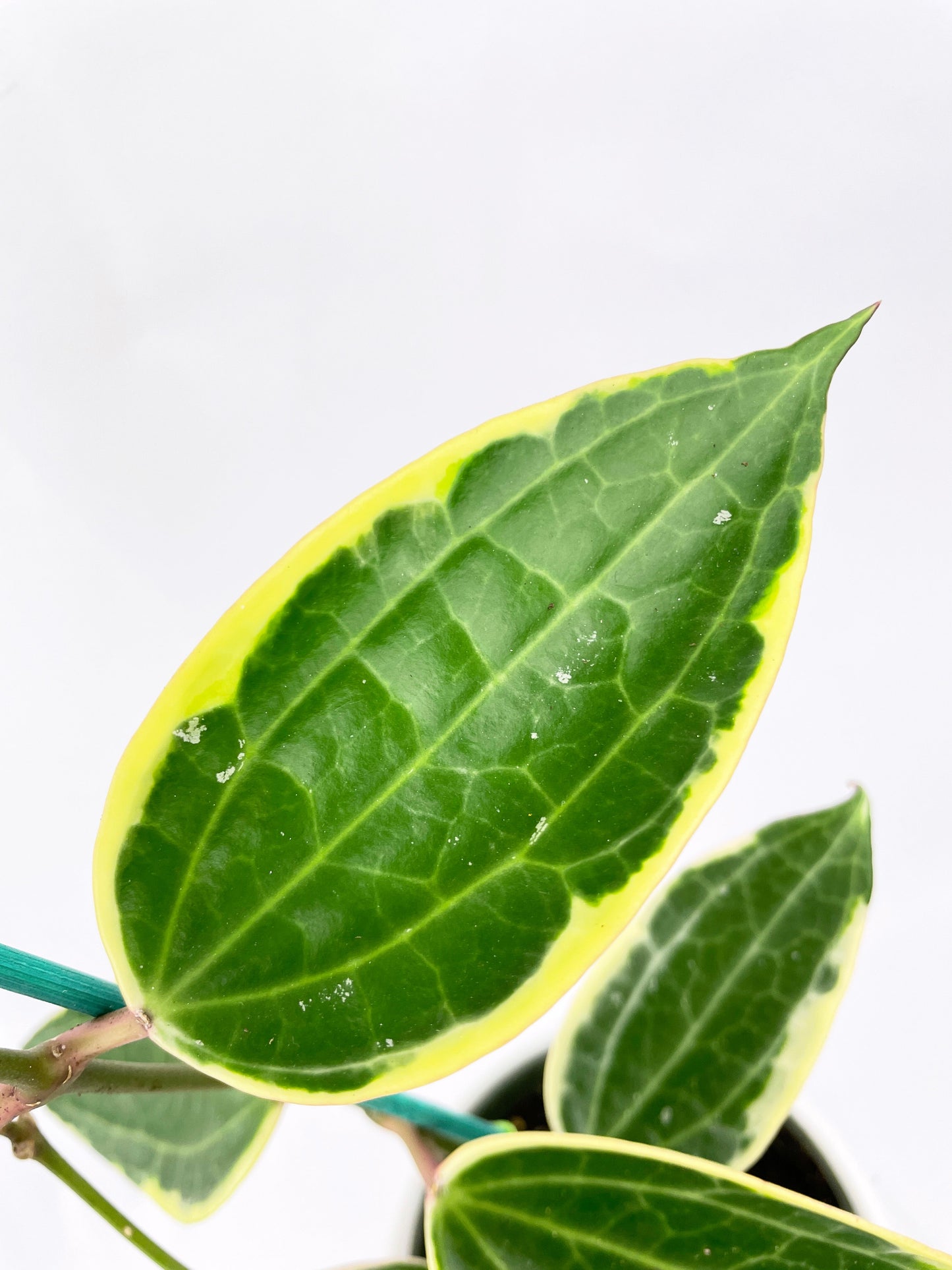 Variegated Hoya Macrophylla Albo by Bumble Plants