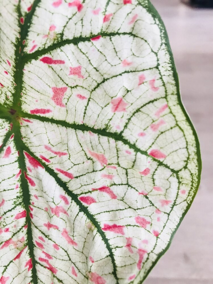 Caladium Marie Moir Pink "Polka Dot" by Bumble Plants