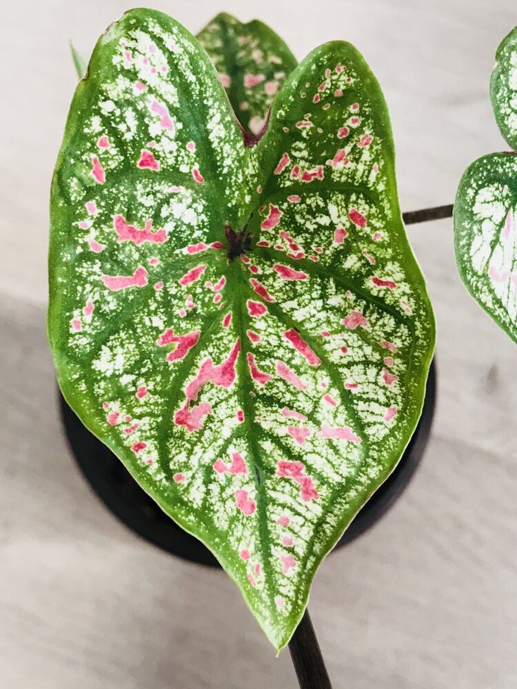 Caladium Marie Moir Pink "Polka Dot" by Bumble Plants