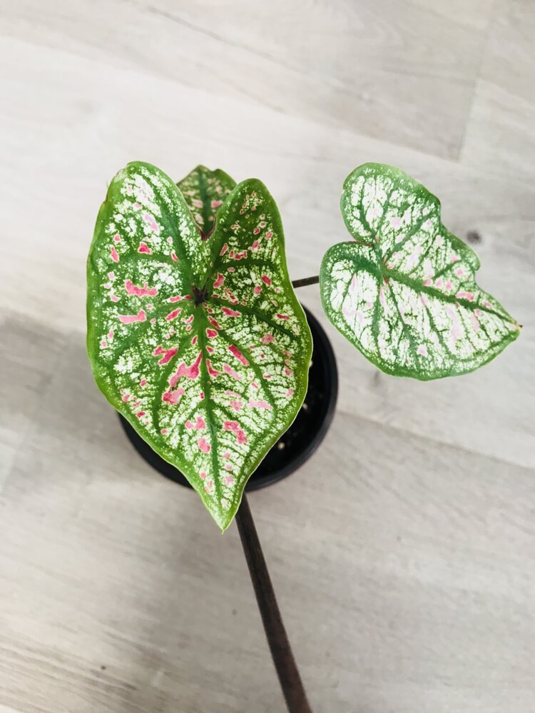 Caladium Marie Moir Pink "Polka Dot" by Bumble Plants