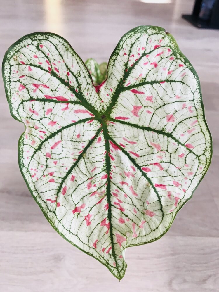 Caladium Marie Moir Pink "Polka Dot" by Bumble Plants