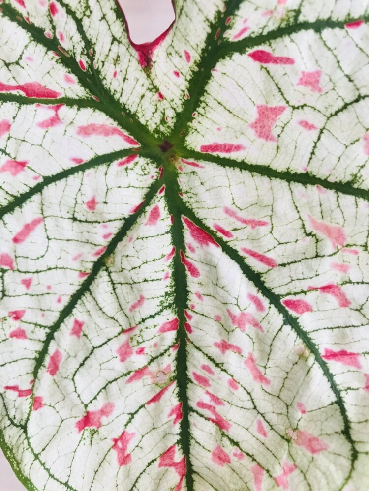 Caladium Marie Moir Pink "Polka Dot" by Bumble Plants