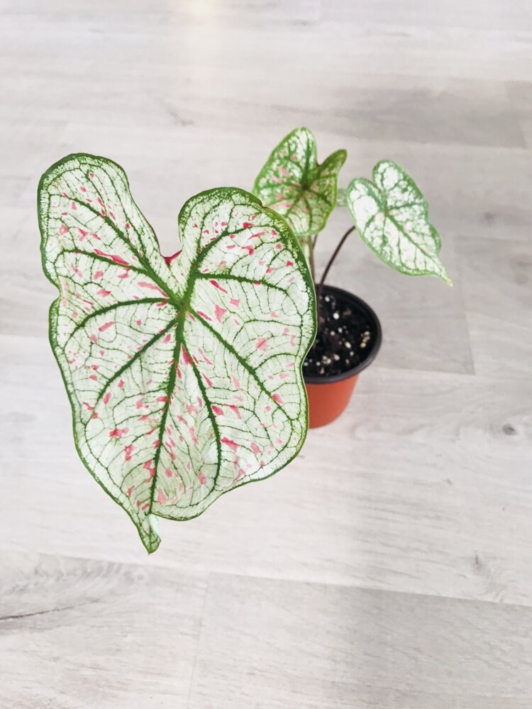 Caladium Marie Moir Pink "Polka Dot" by Bumble Plants