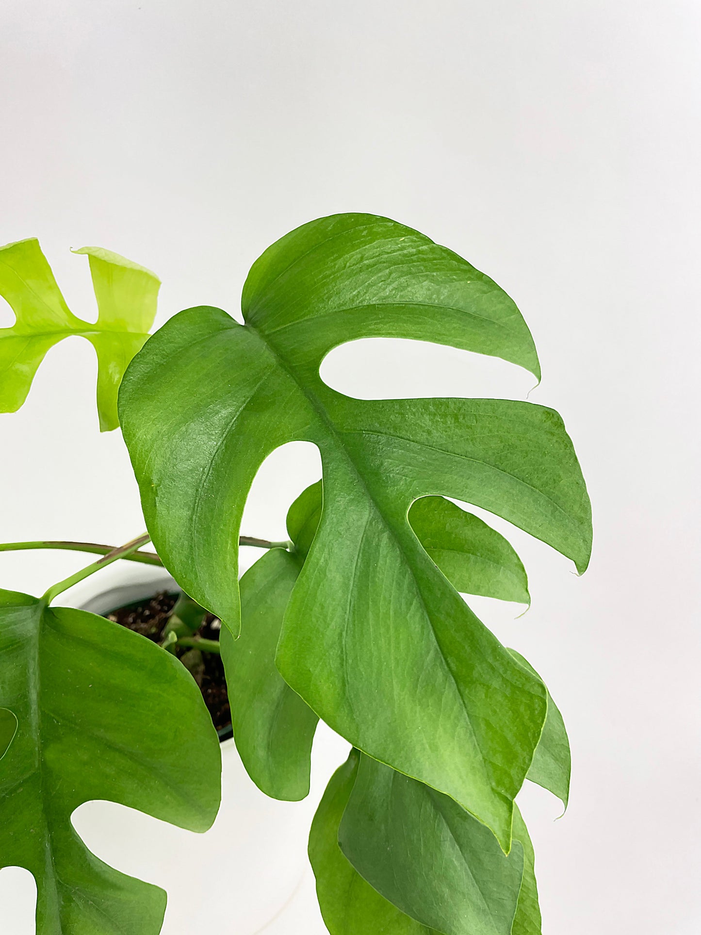 Rhaphidophora Tetrasperma Mini Monstera 'Ginny' by Bumble Plants