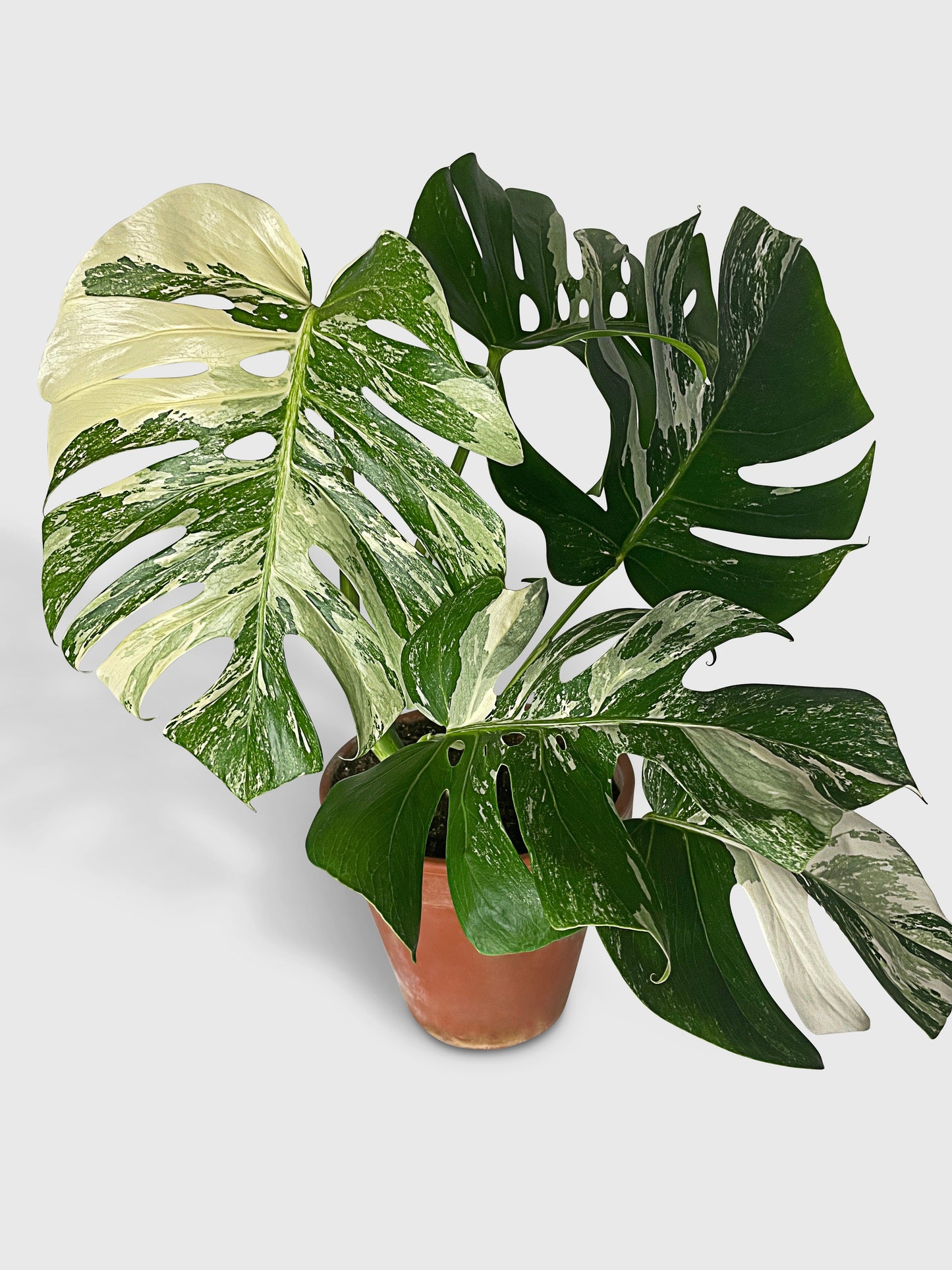 Monstera Borsigiana Variegata Albo (Mature Mother Plant) by Bumble Plants