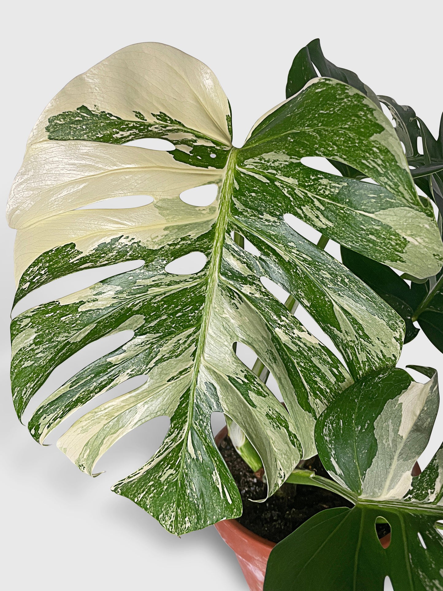 Monstera Borsigiana Variegata Albo (Mature Mother Plant) by Bumble Plants