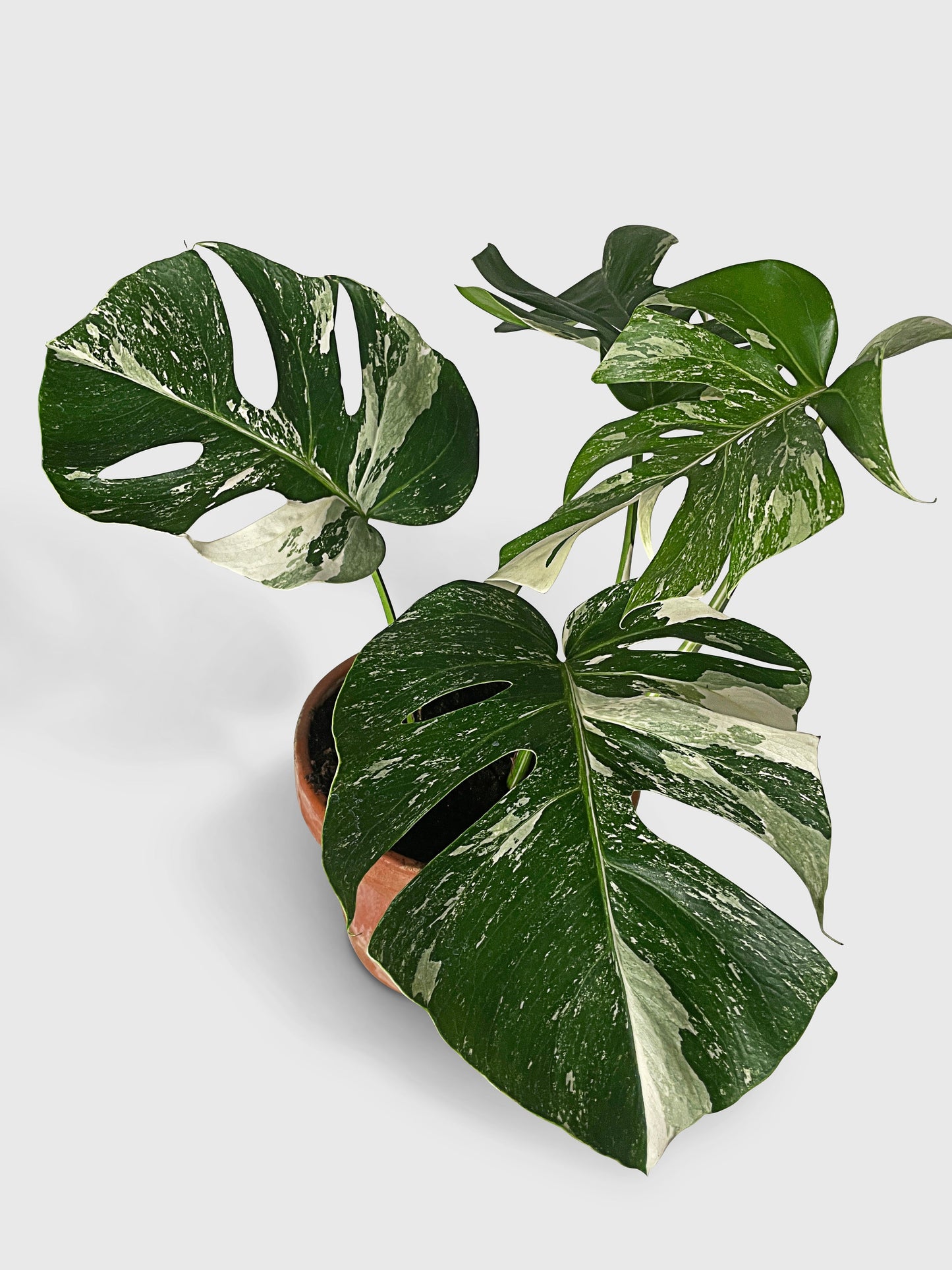 Monstera Borsigiana Variegata Albo (Mature Mother Plant) by Bumble Plants