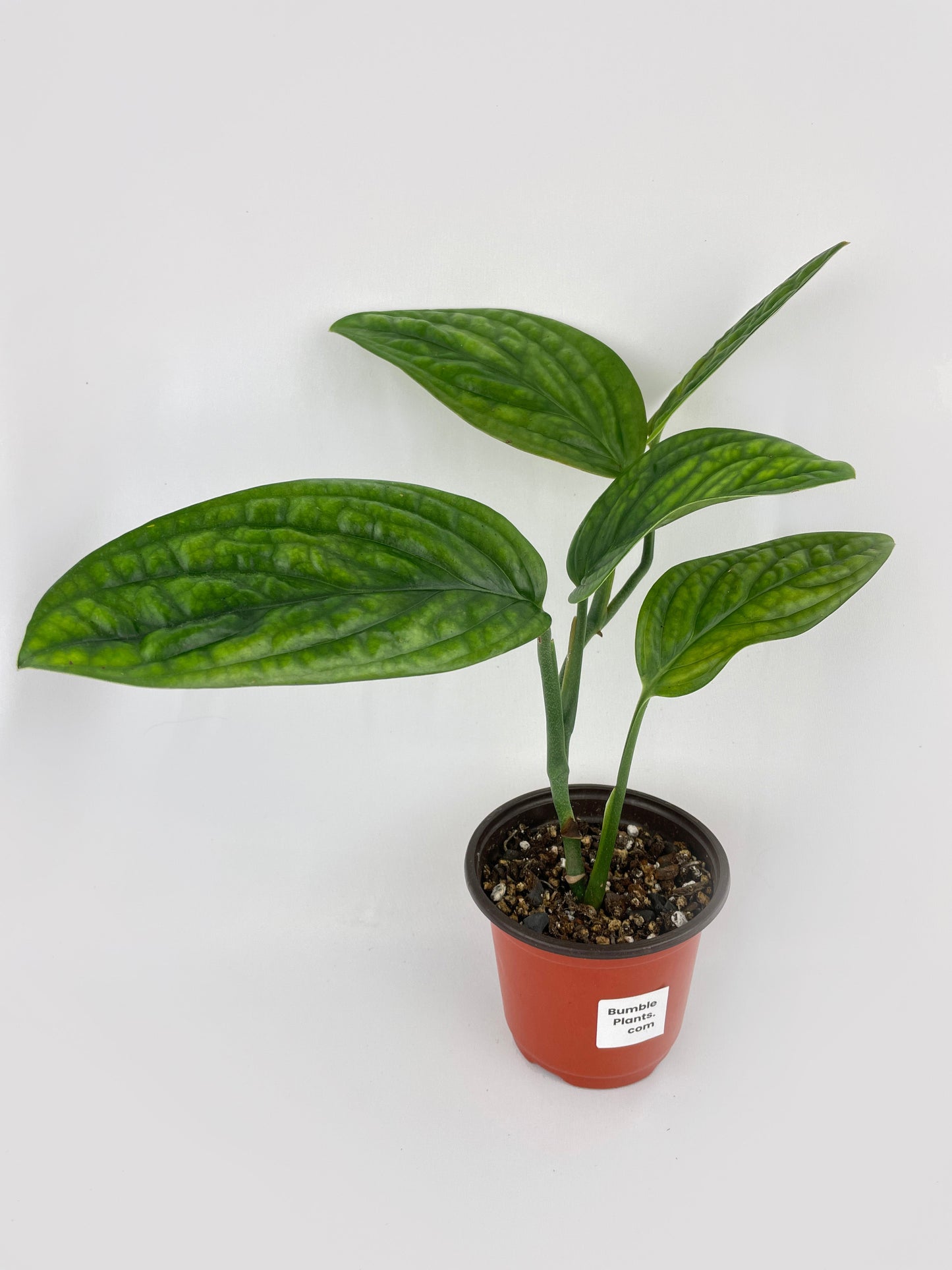 Monstera Peru Karstenianum by Bumble Plants