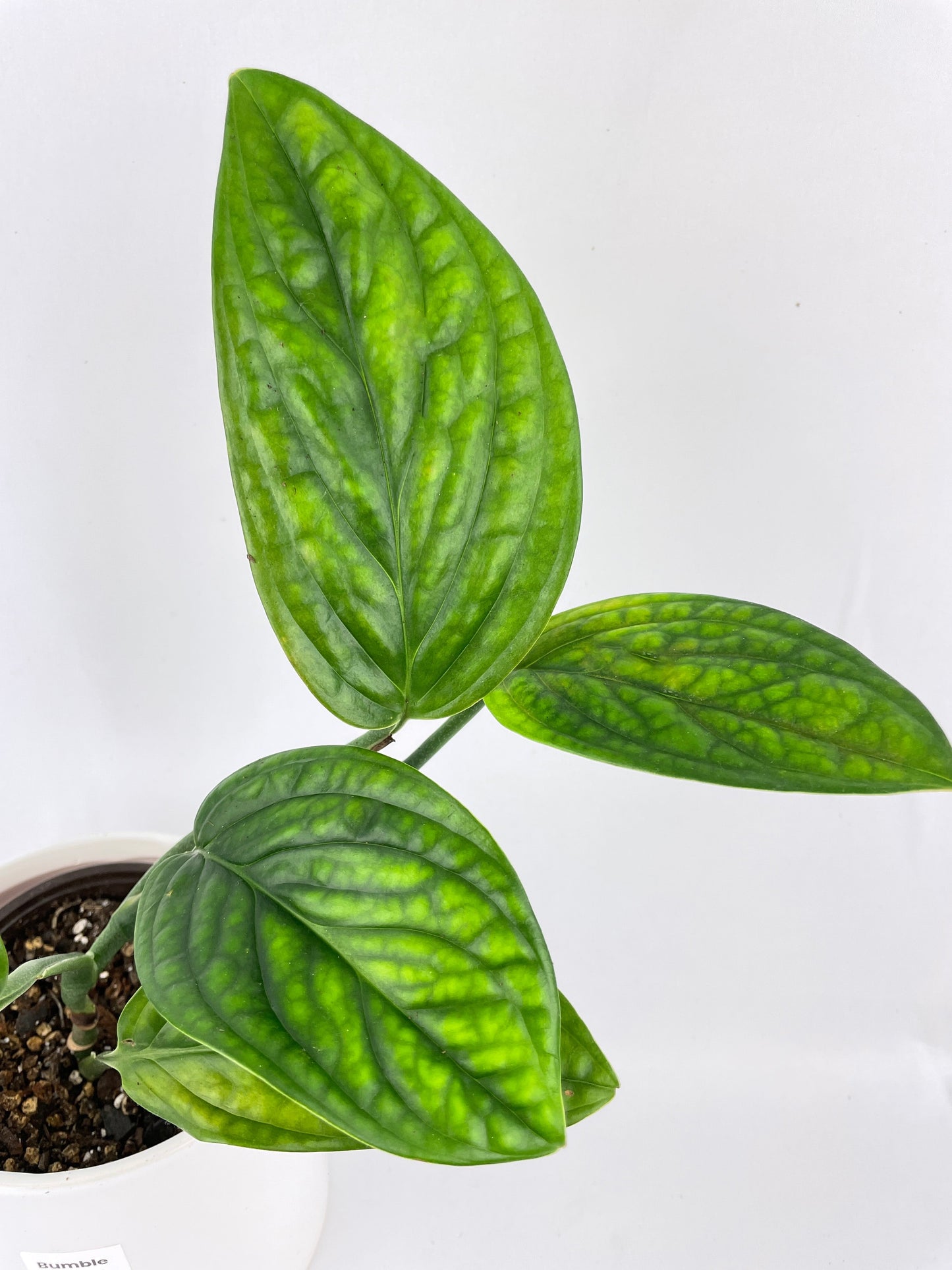 Monstera Peru Karstenianum by Bumble Plants