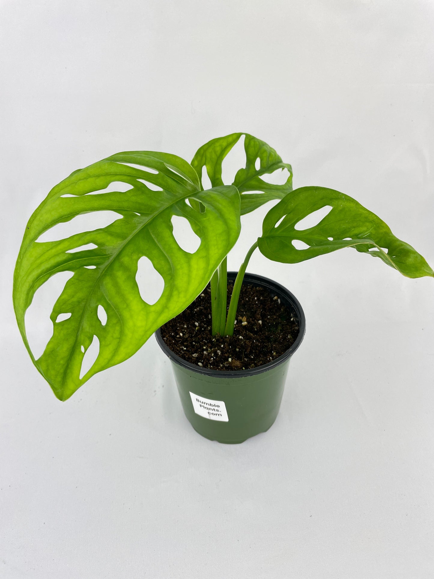 Monstera Adansonii Wide Leaf Form by Bumble Plants