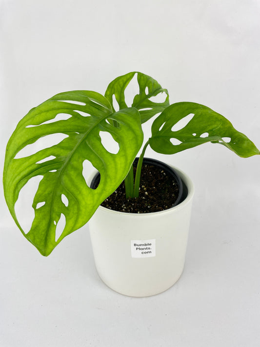 Monstera Adansonii Wide Leaf Form by Bumble Plants