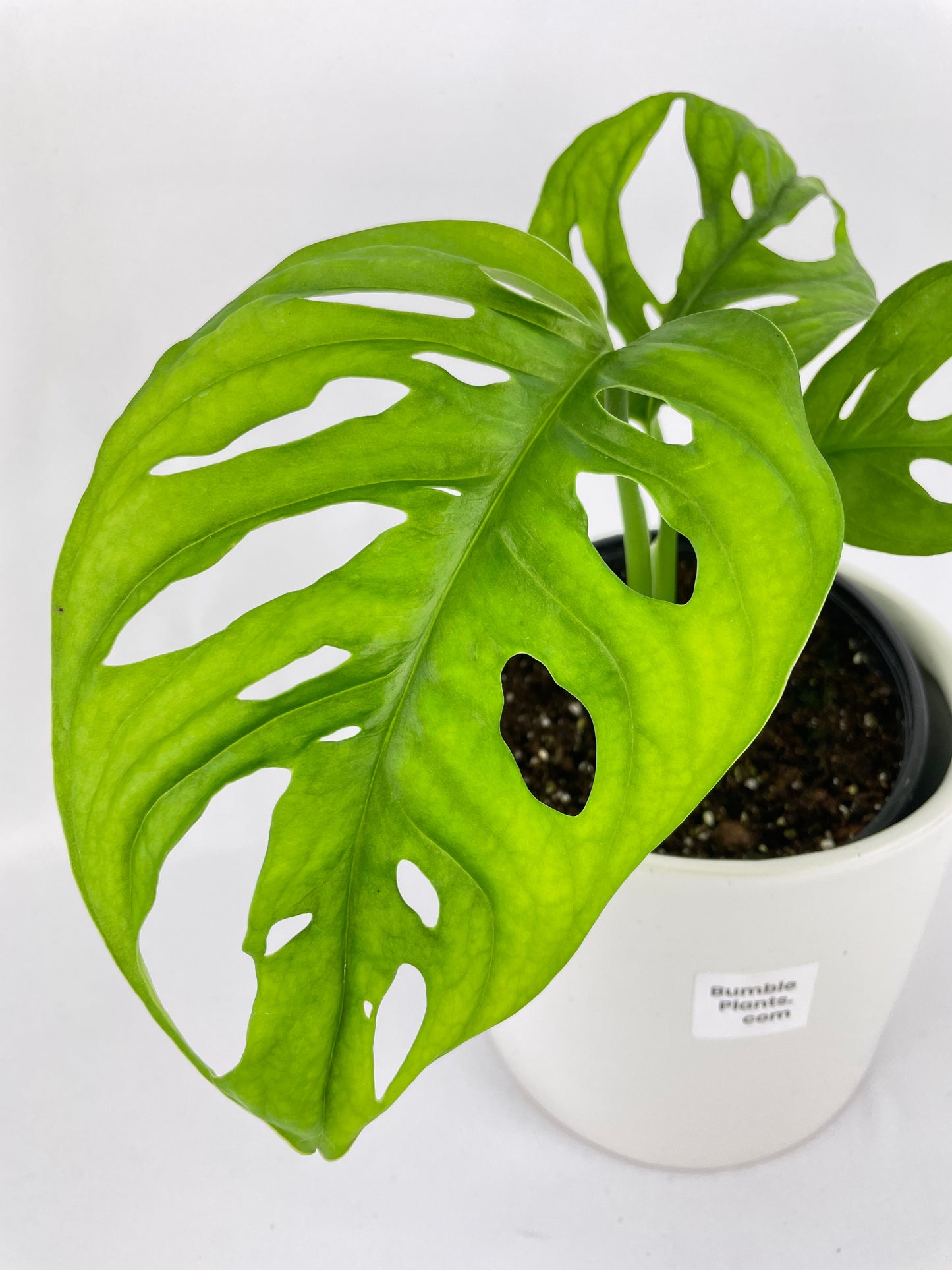 Monstera Adansonii Wide Leaf Form by Bumble Plants