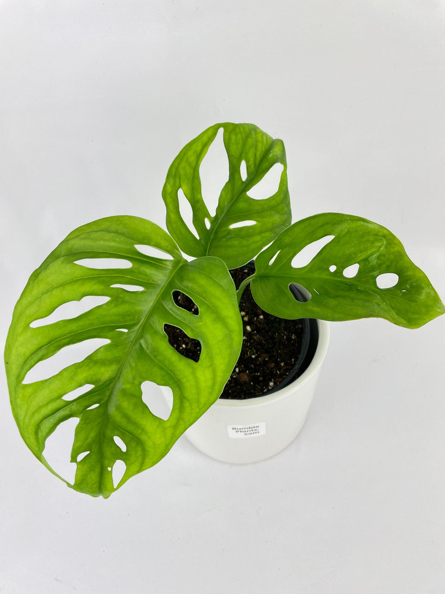 Monstera Adansonii Wide Leaf Form by Bumble Plants