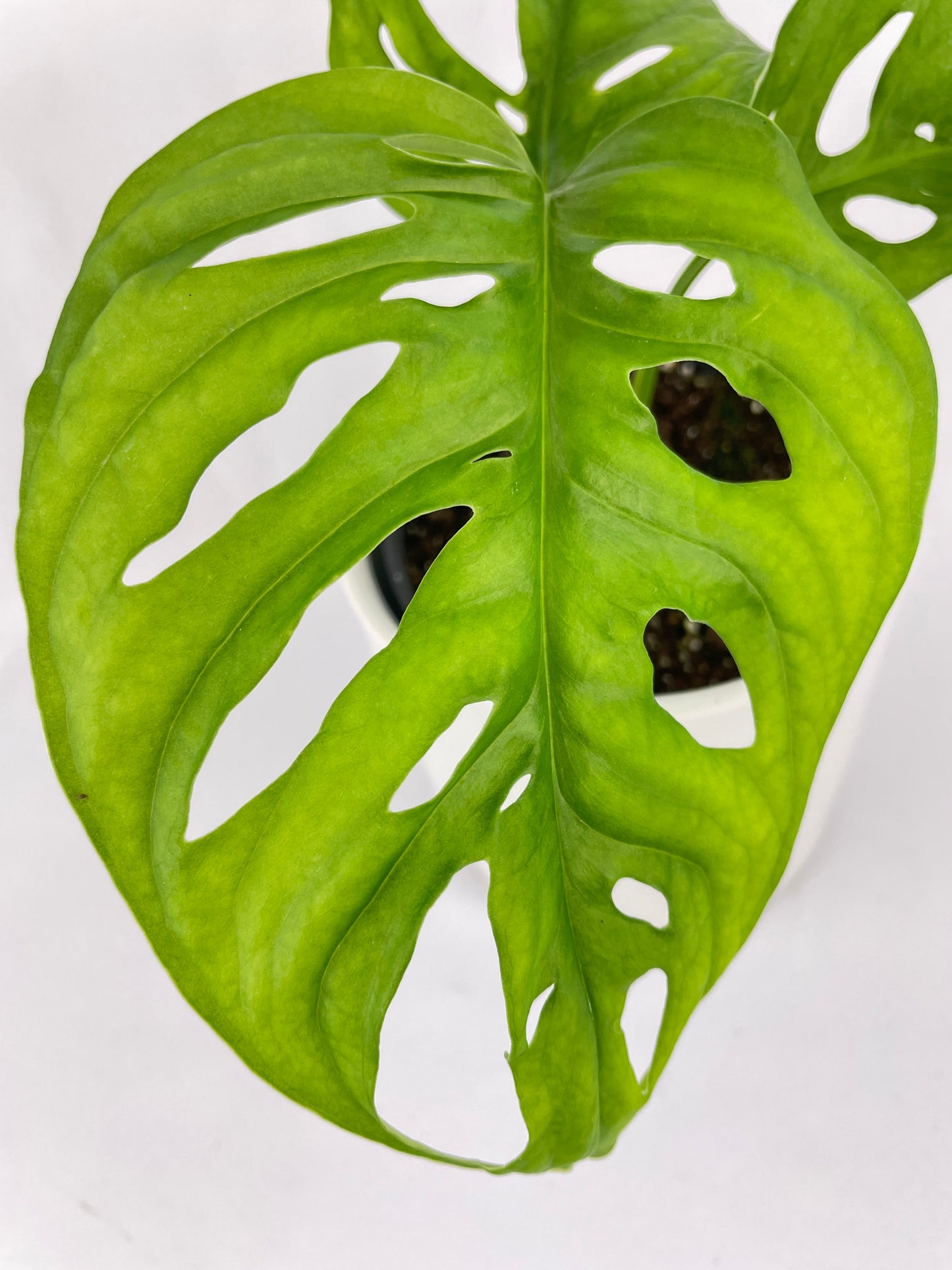 Monstera Adansonii Wide Leaf Form by Bumble Plants