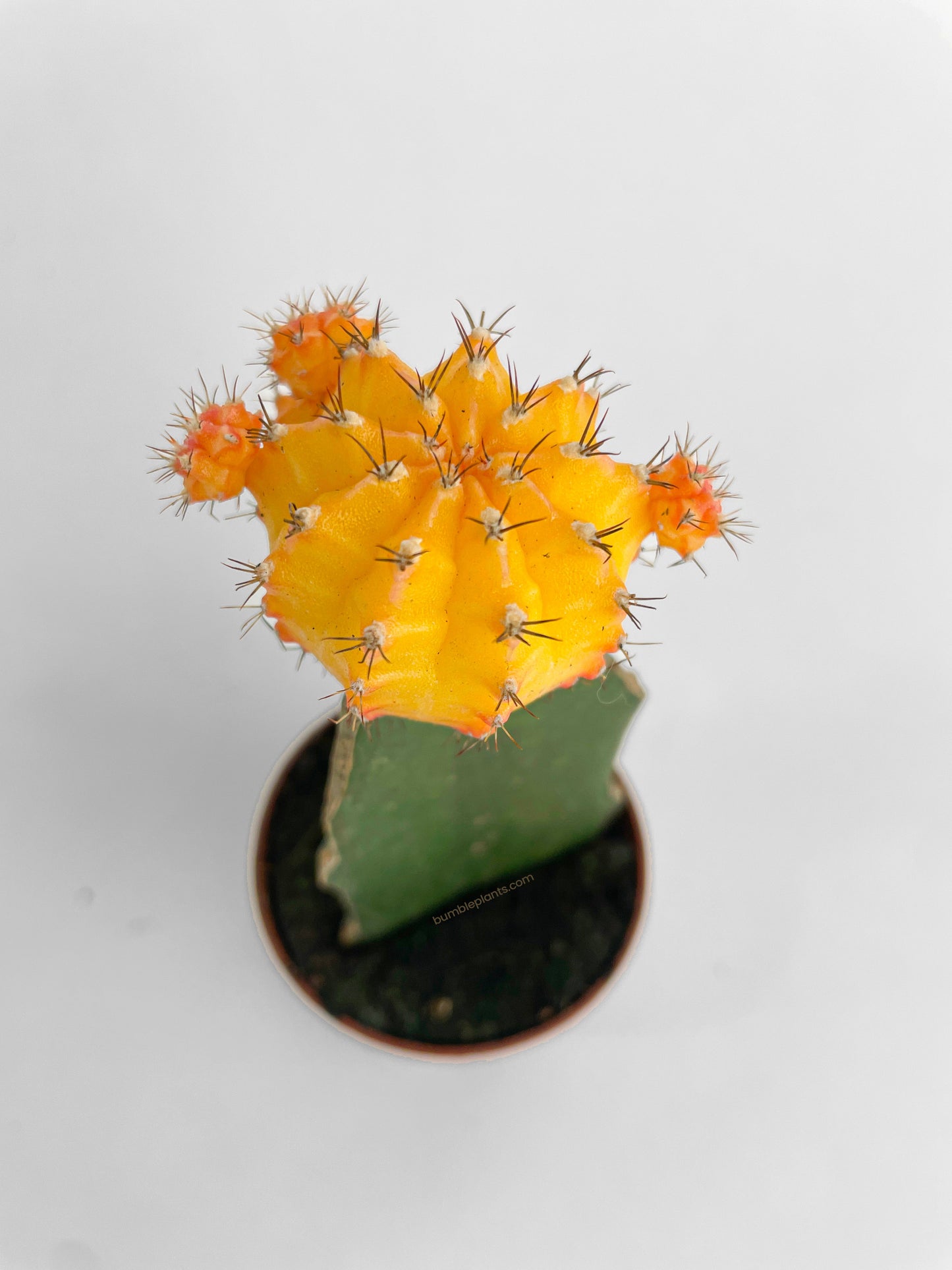 Moon Cactus Grafted 'Gymnocalicium Mihanovichii' by Bumble Plants