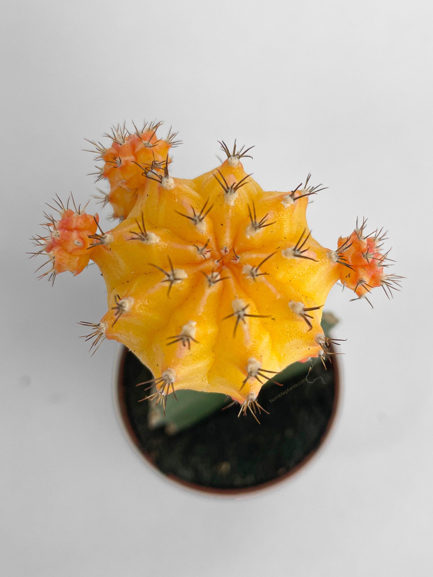 Moon Cactus Grafted 'Gymnocalicium Mihanovichii' by Bumble Plants