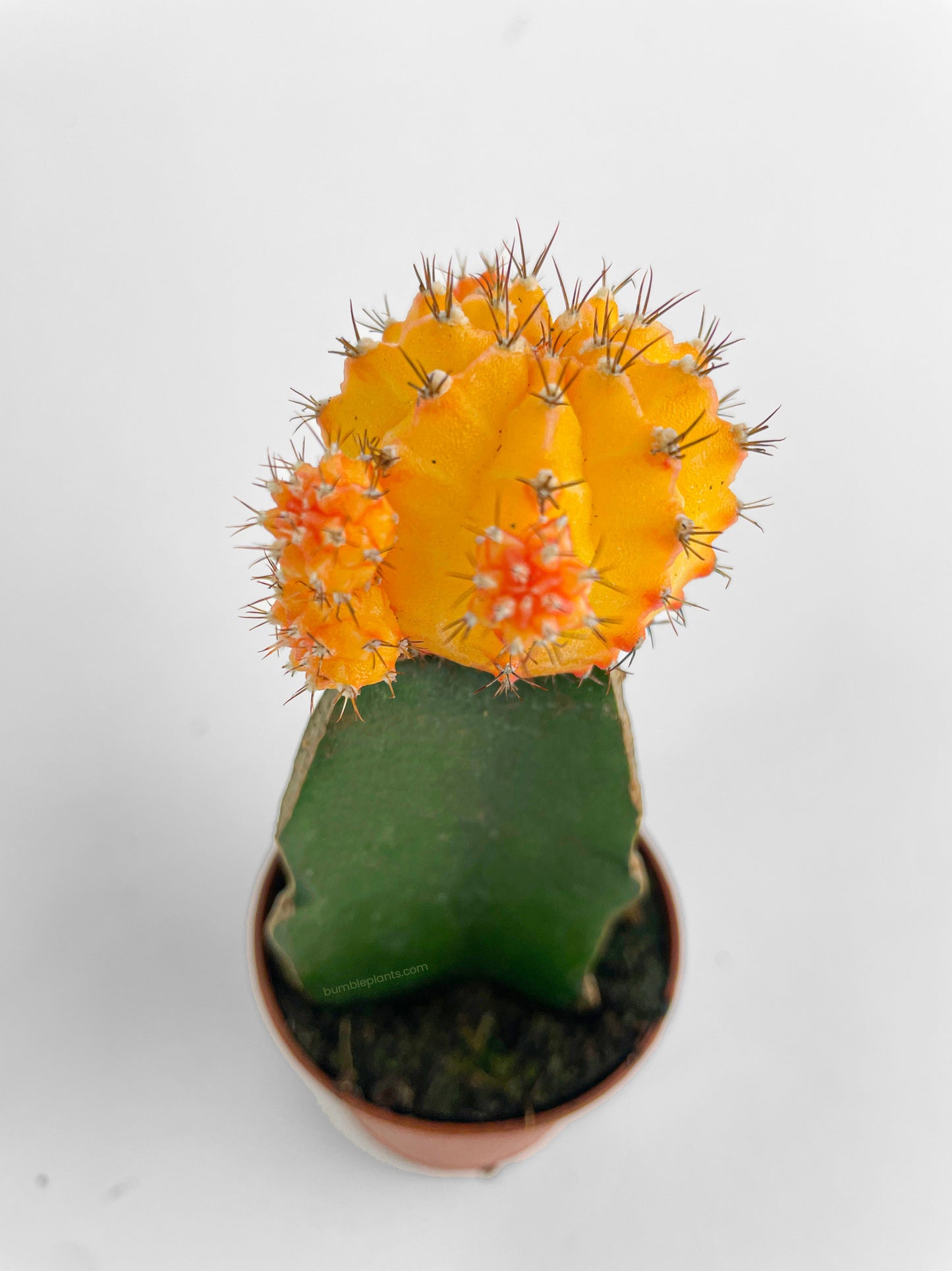 Moon Cactus Grafted 'Gymnocalicium Mihanovichii' by Bumble Plants