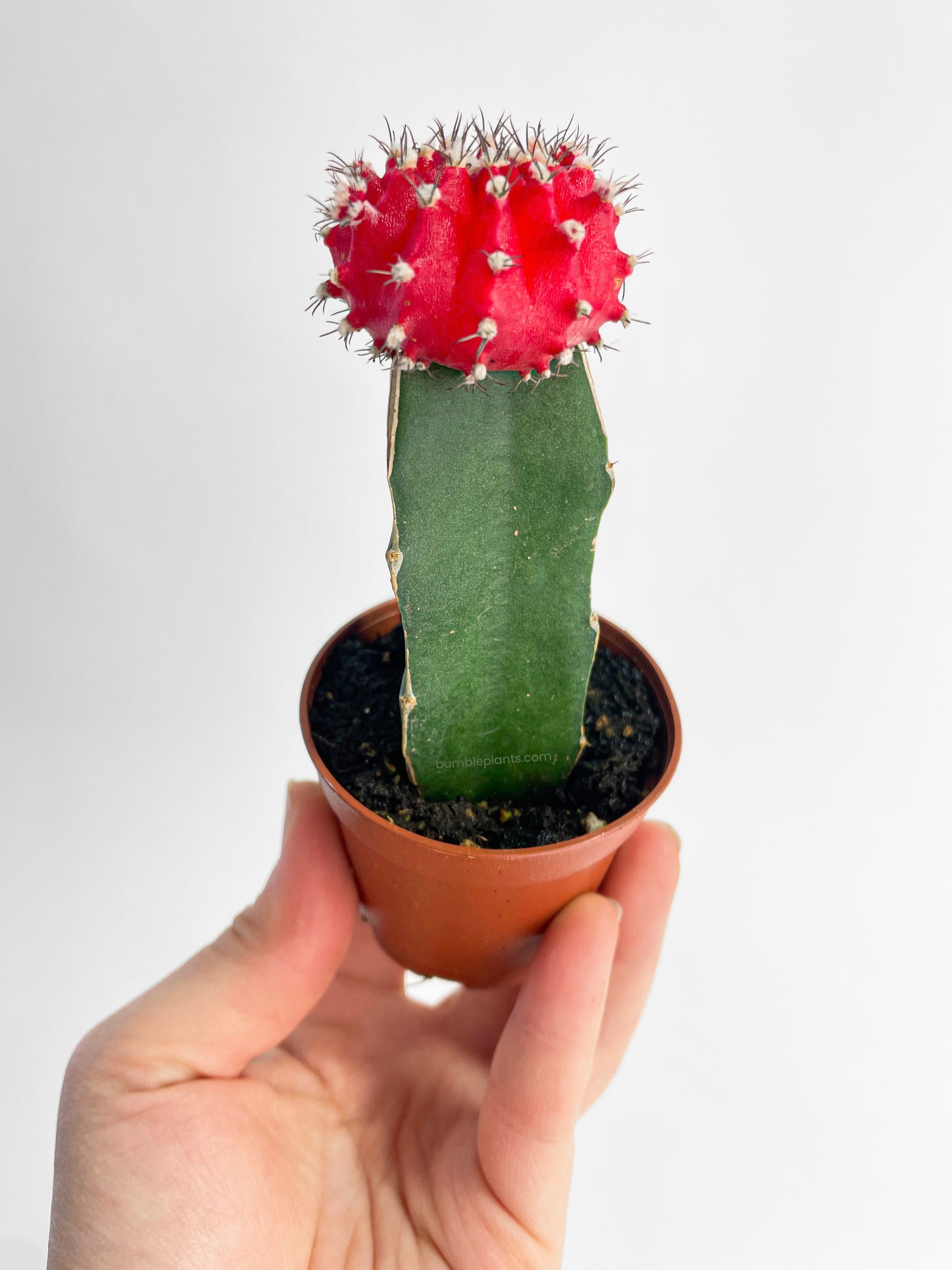 Moon Cactus Grafted 'Gymnocalicium Mihanovichii' by Bumble Plants