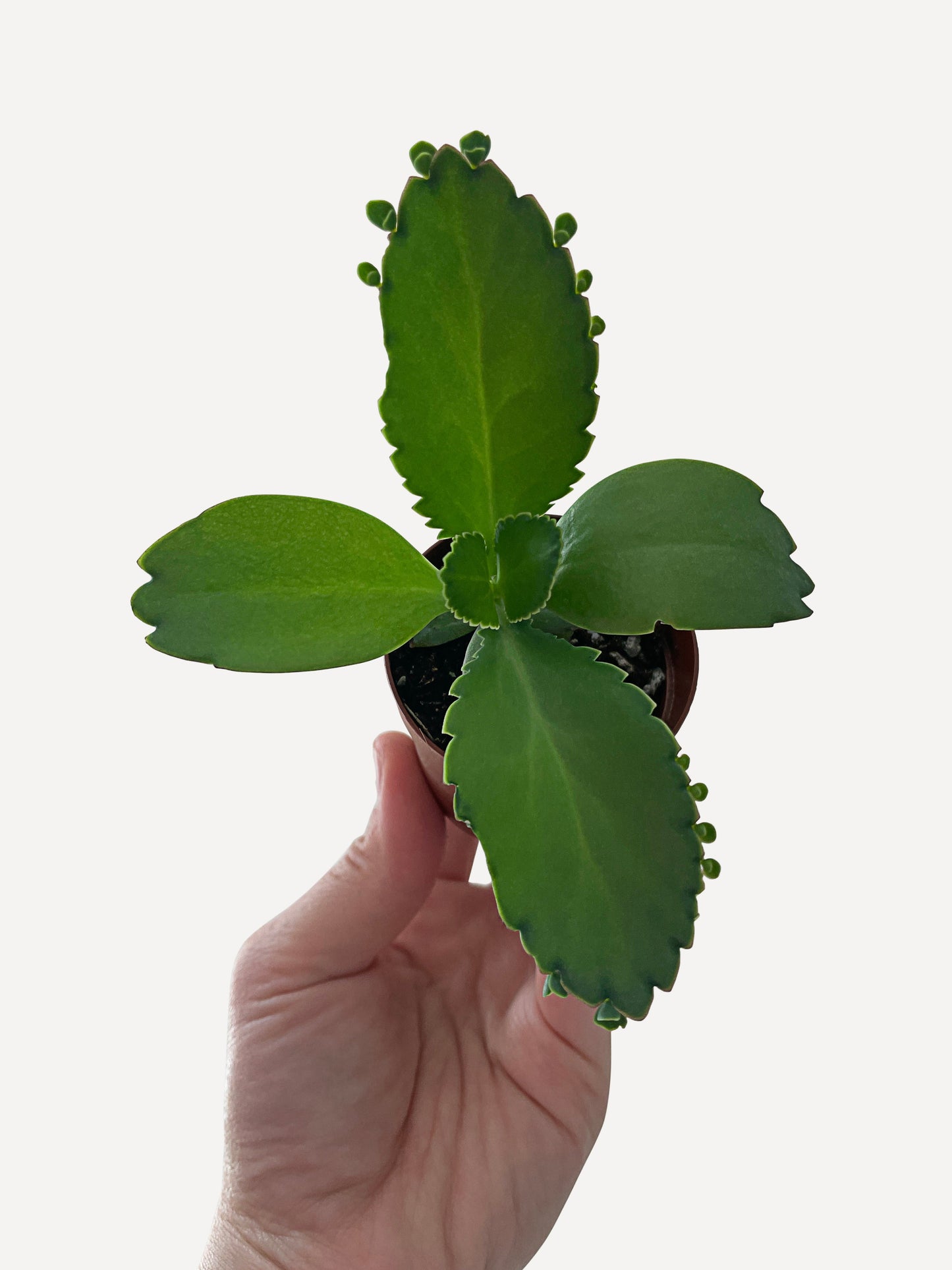 Kalanchoe Daigremontiana 'Mother of Thousands' Succulent by Bumble Plants