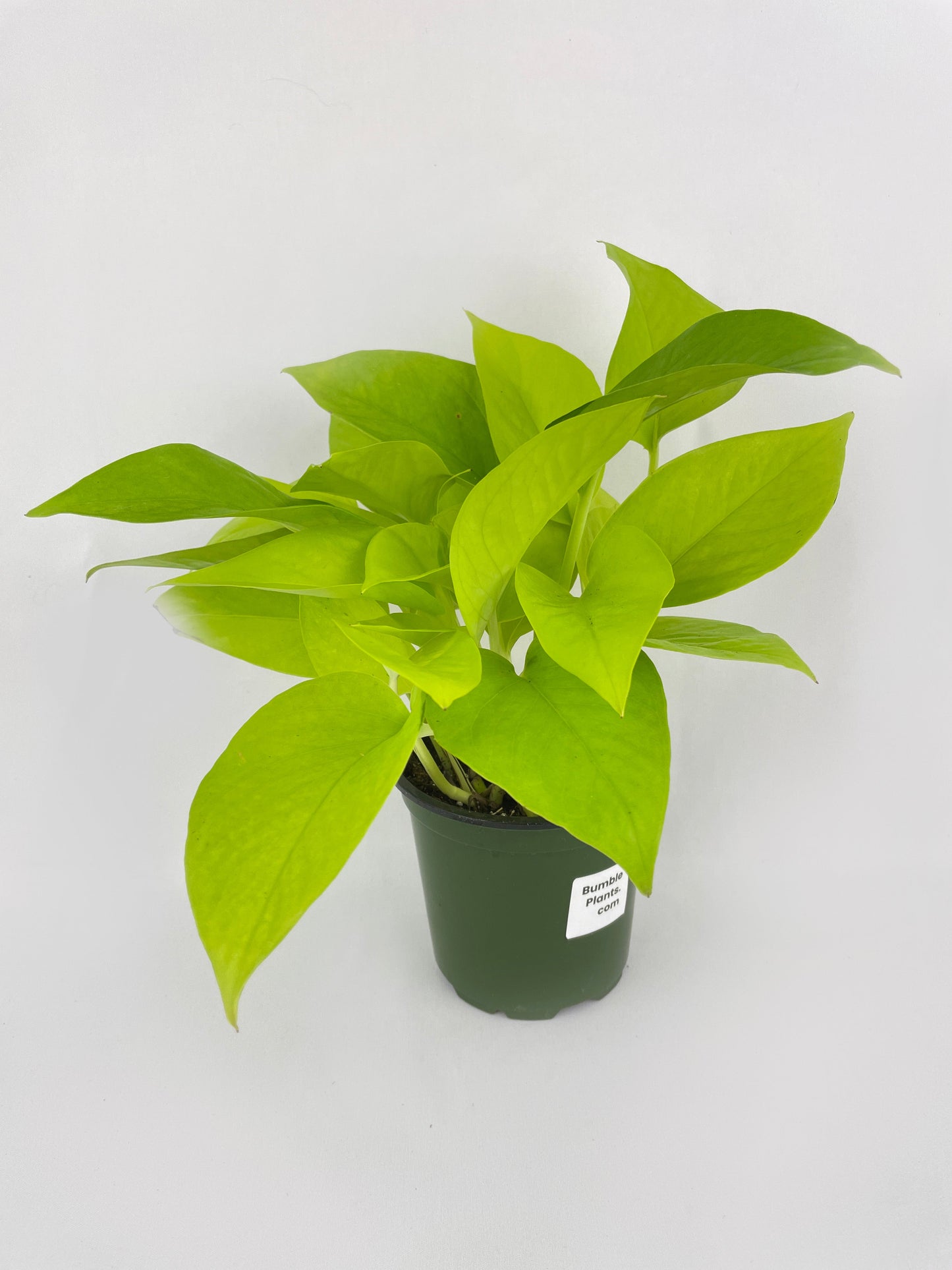 Neon Lemon Lime Pothos by Bumble Plants