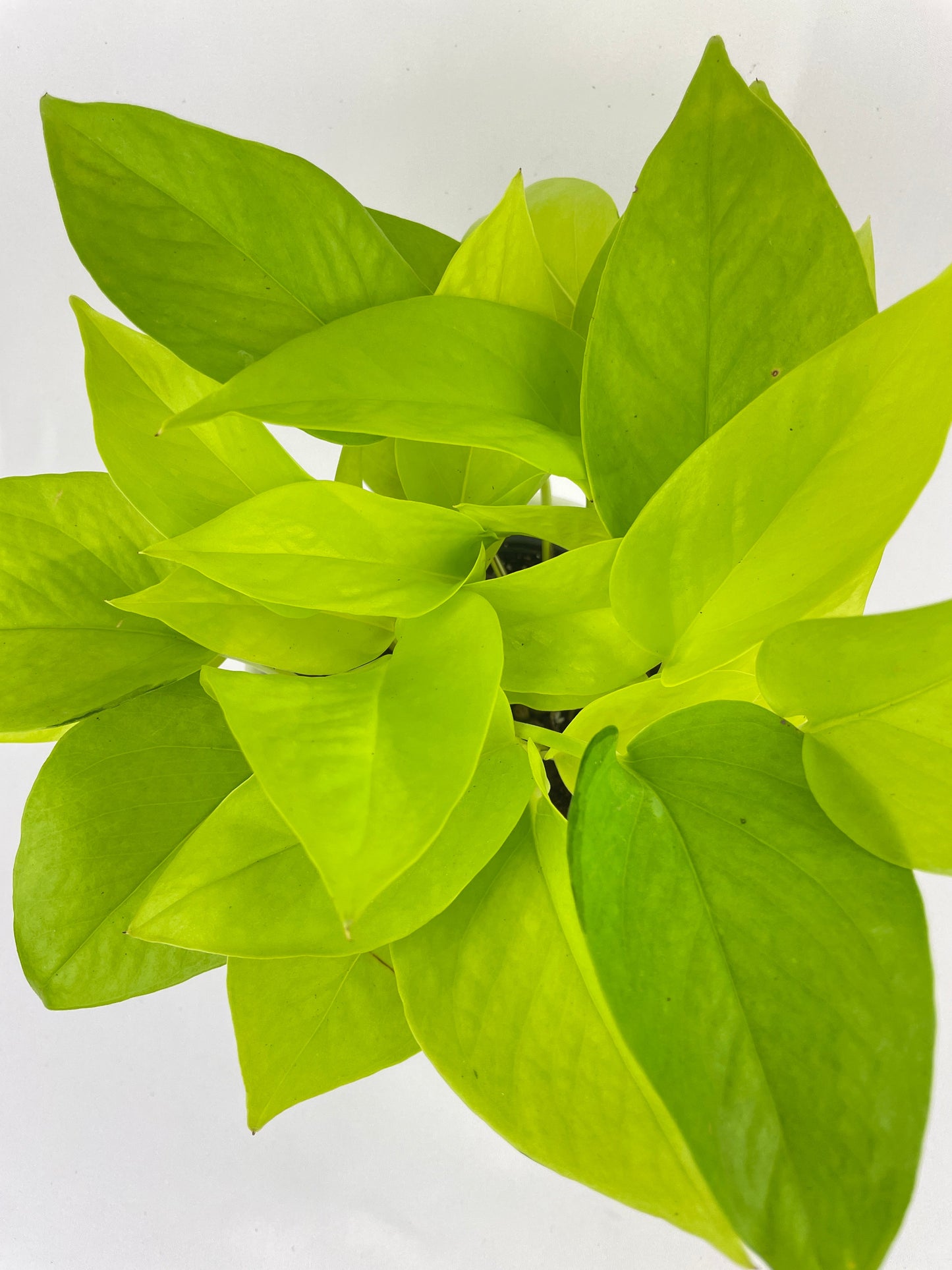 Neon Lemon Lime Pothos by Bumble Plants